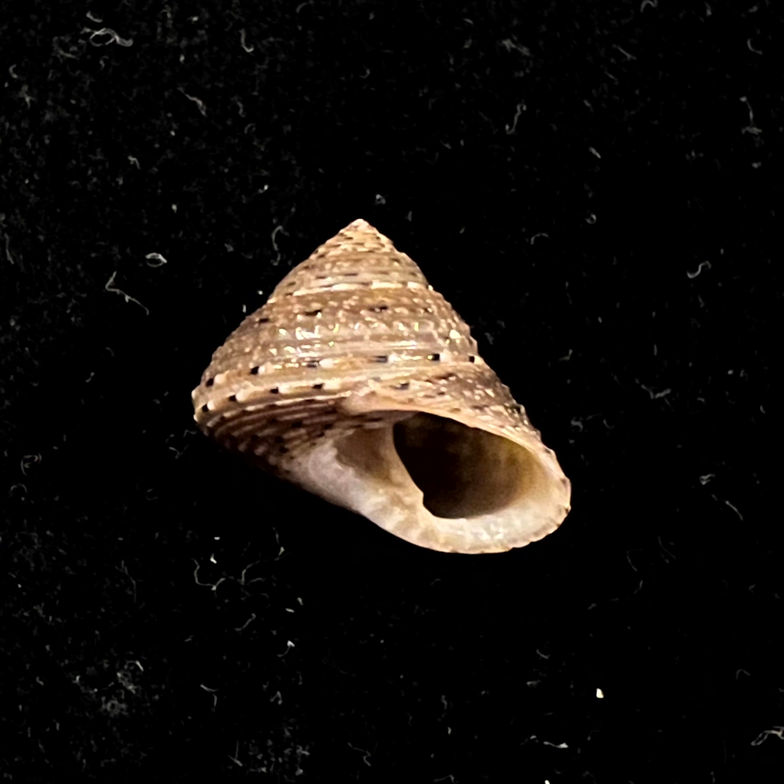 Clanculusvillanus (腓立比, 1846) - 17,3mm