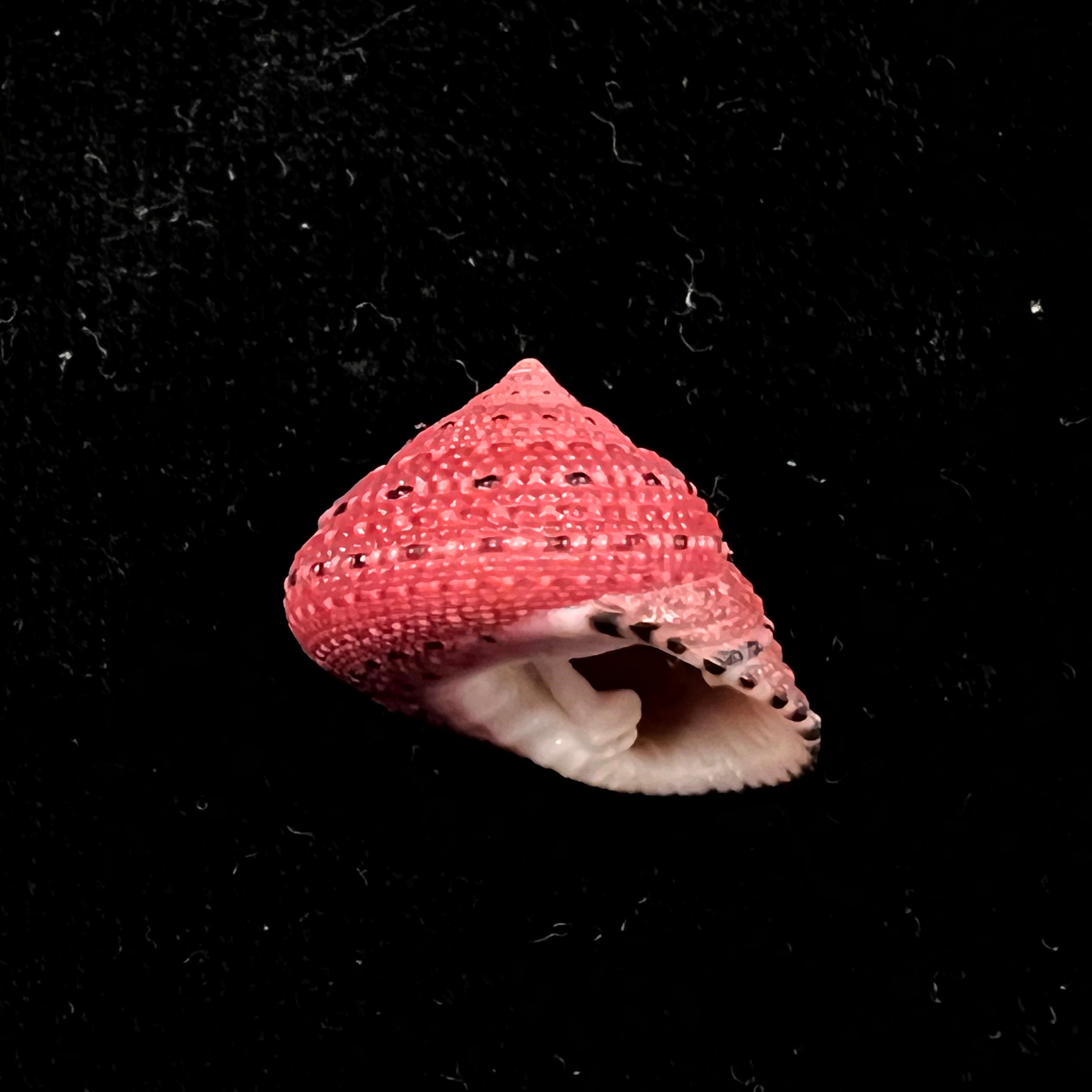 Clanculus puniceus (Philippi, 1846) - 18,5mm