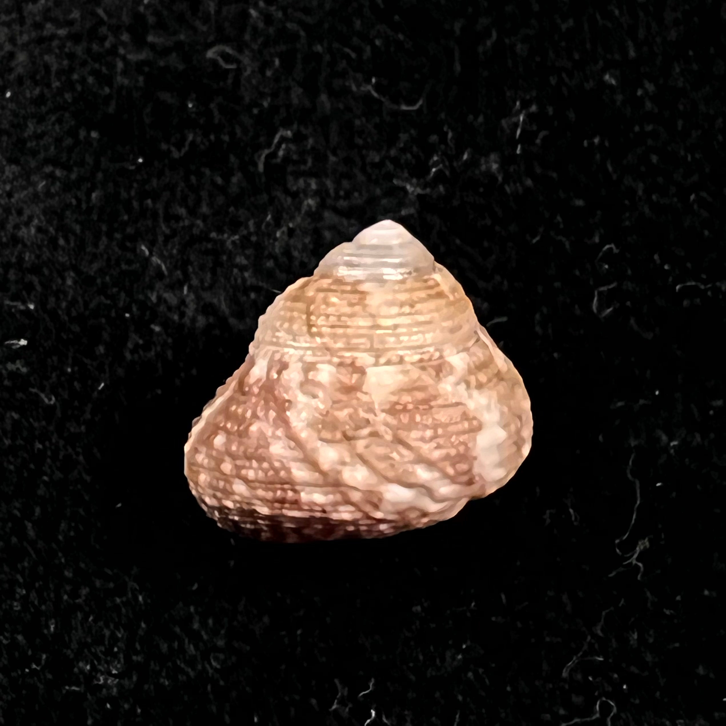 Clanculus granoliratus Monterosato, 1889 - 15,8mm