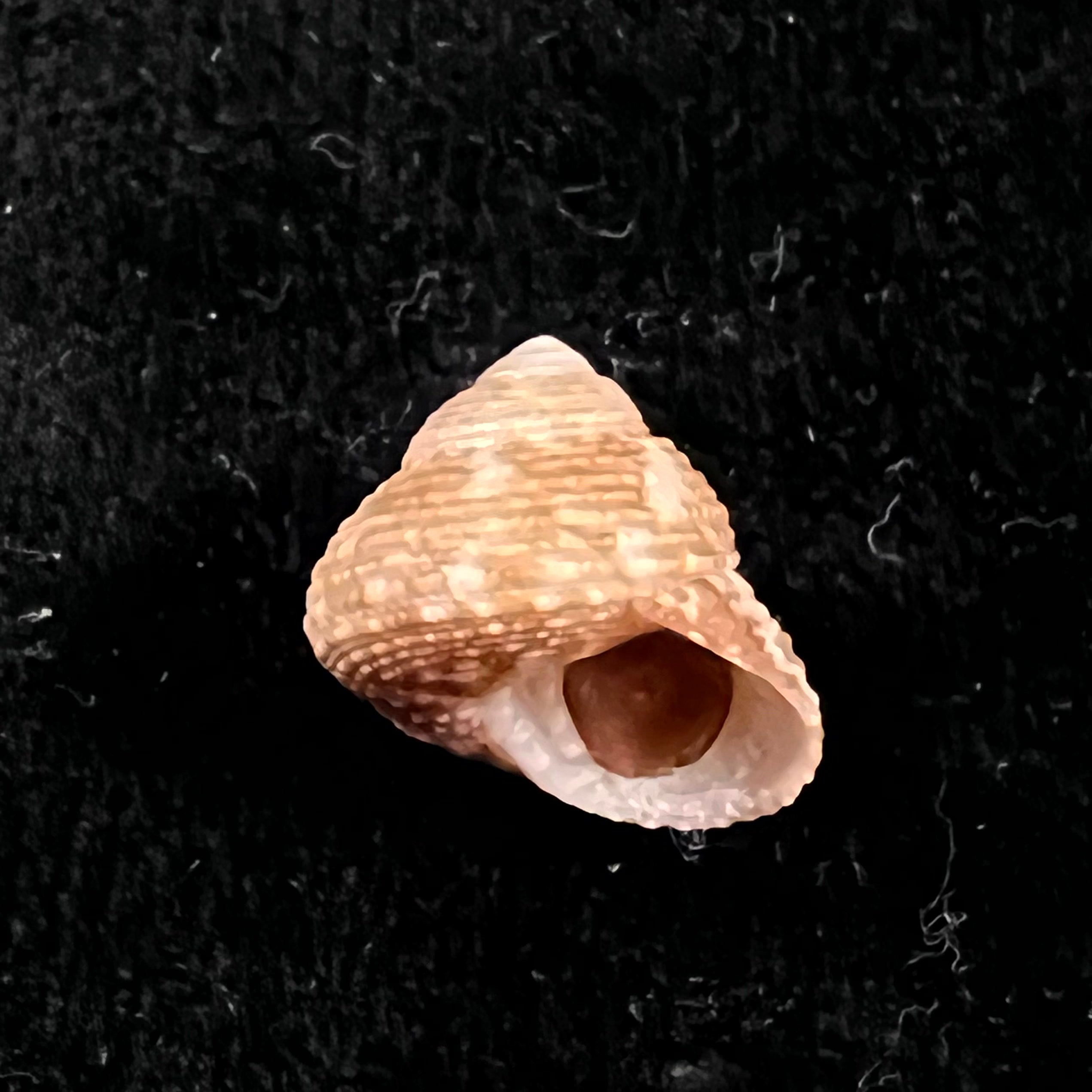 Clanculus granoliratus Monterosato, 1889 - 15,8mm