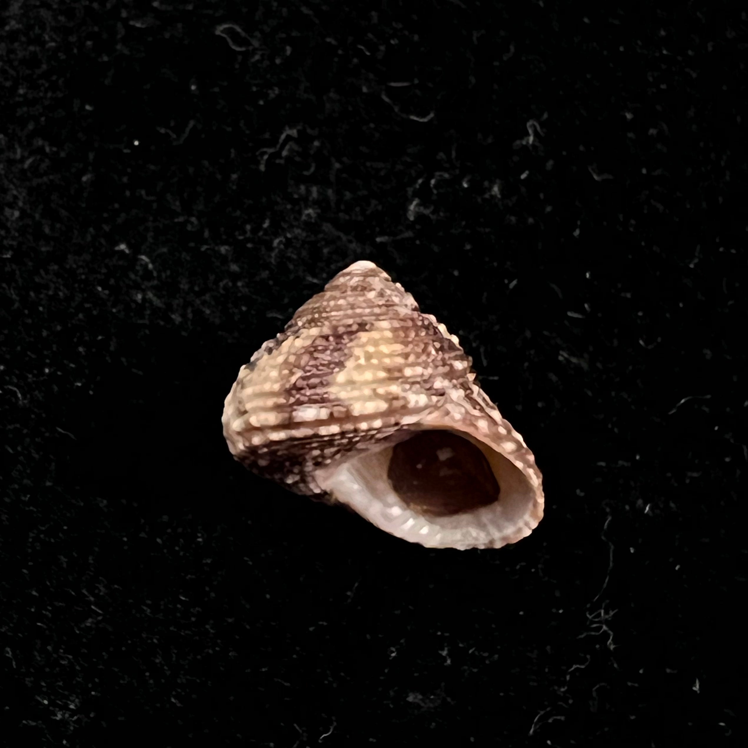 Clanculus granoliratus Monterosato, 1889 - 14,1mm