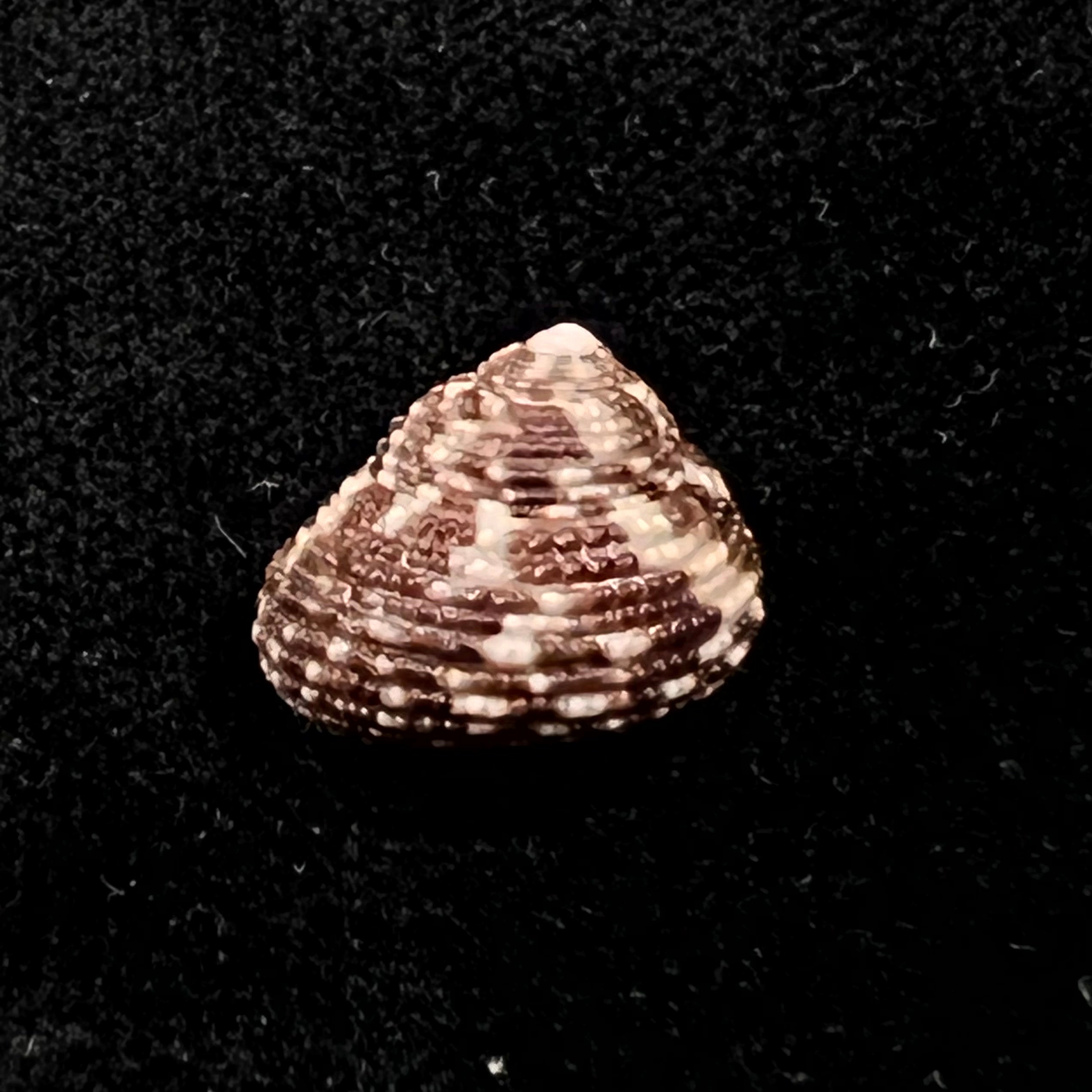 Clanculus granoliratus Monterosato, 1889 - 14,9mm