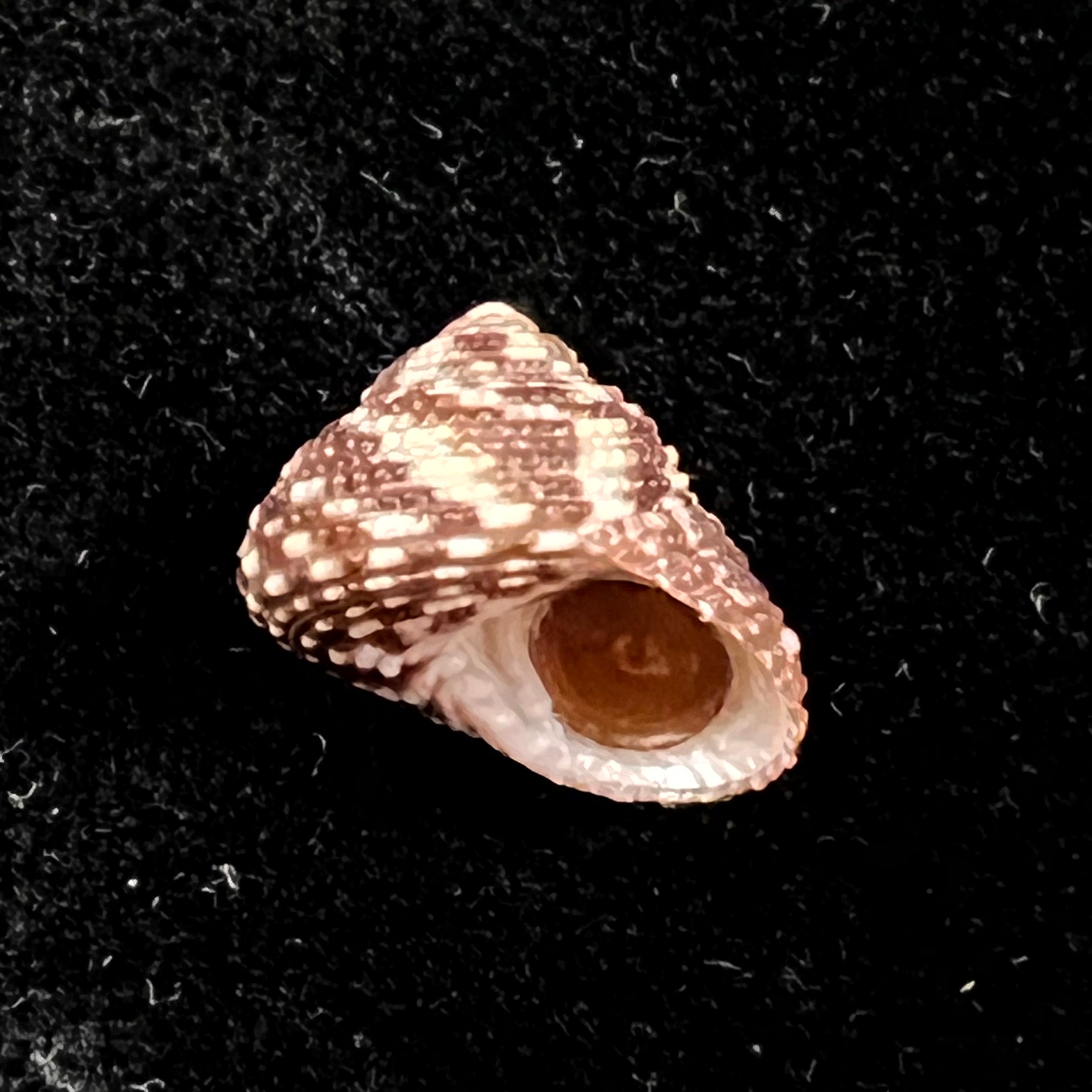 Clanculus granoliratus Monterosato, 1889 - 14,9mm
