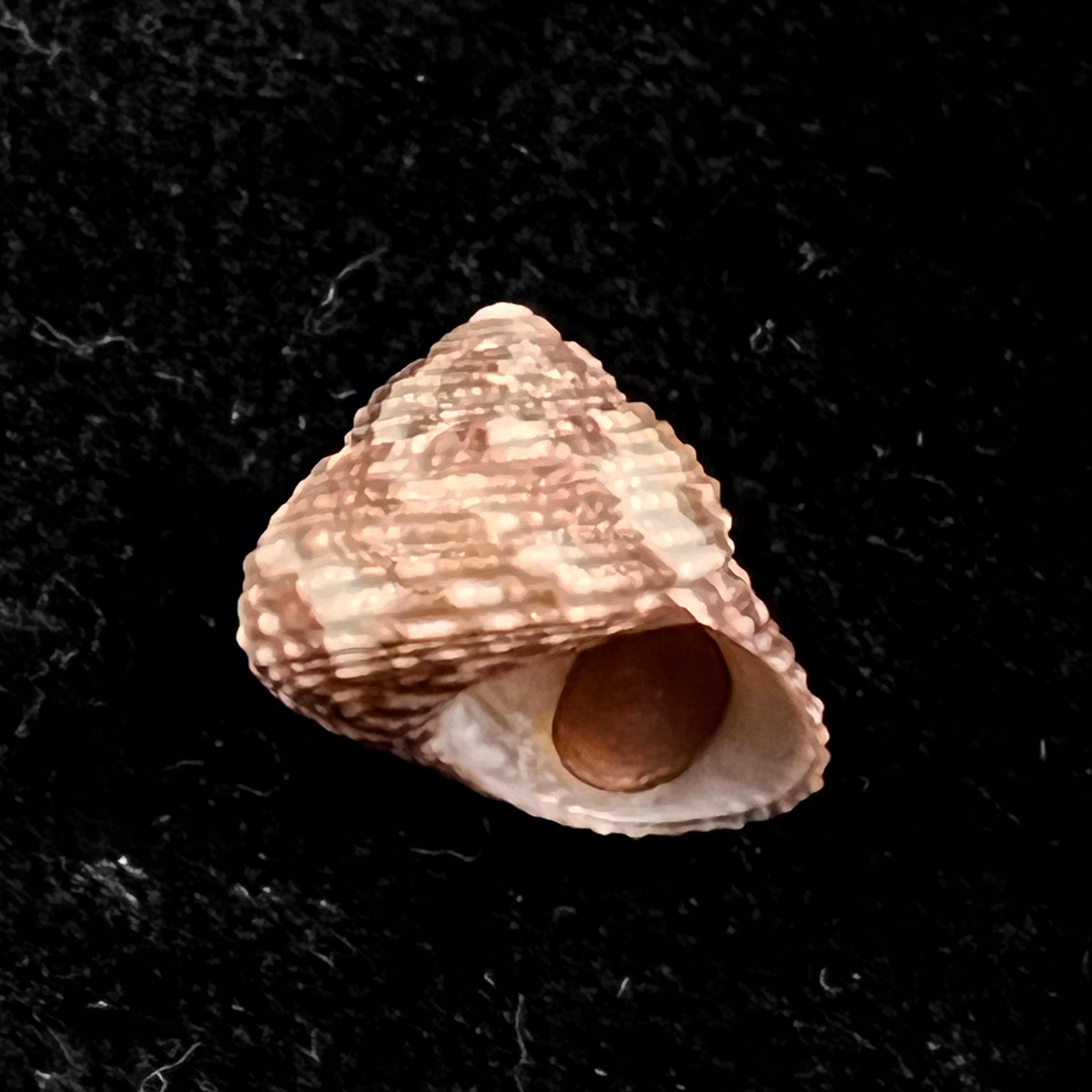 Clanculus granoliratus Monterosato, 1889 - 15,1mm