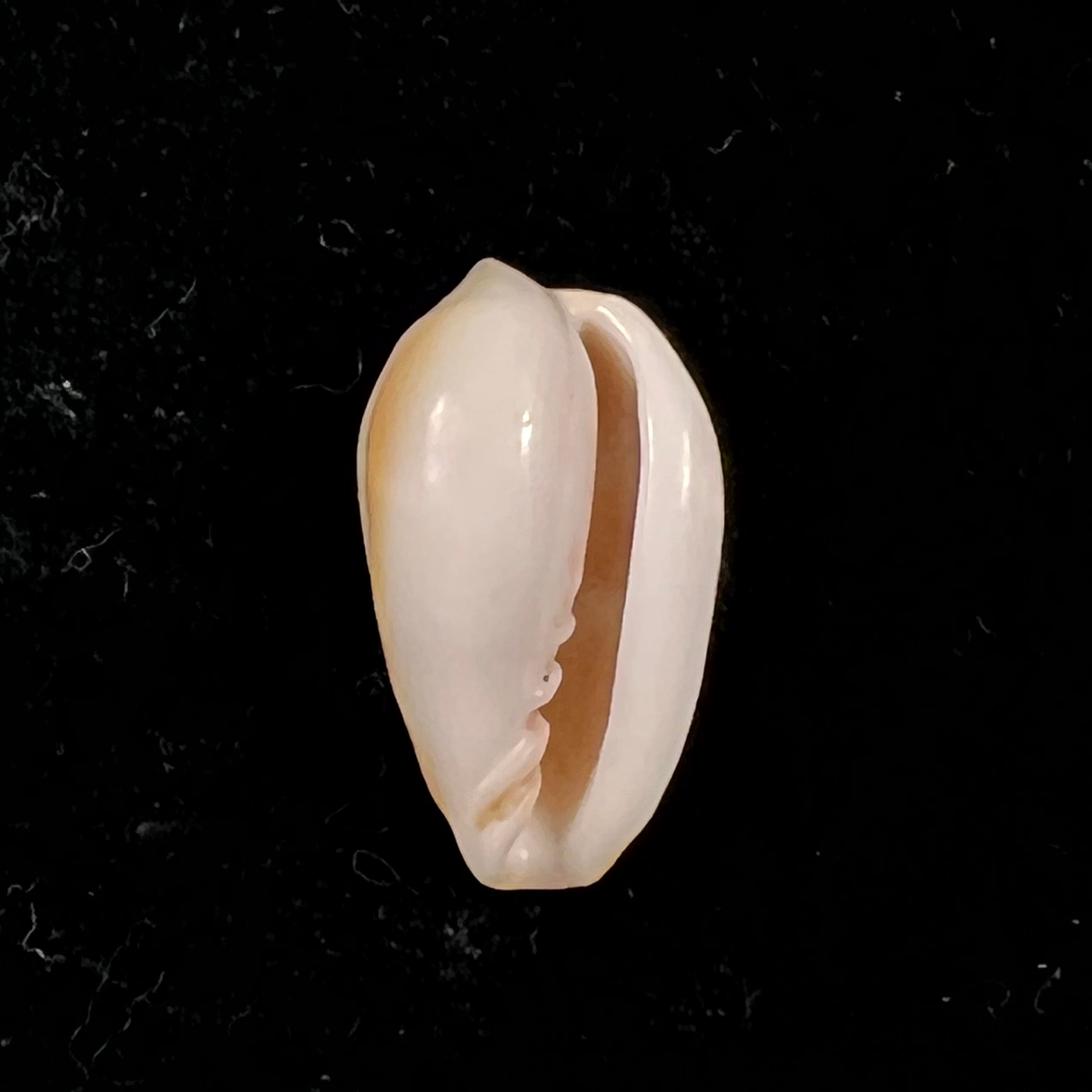 Prunum cinctum (Kiener, 1834) - 19,3mm