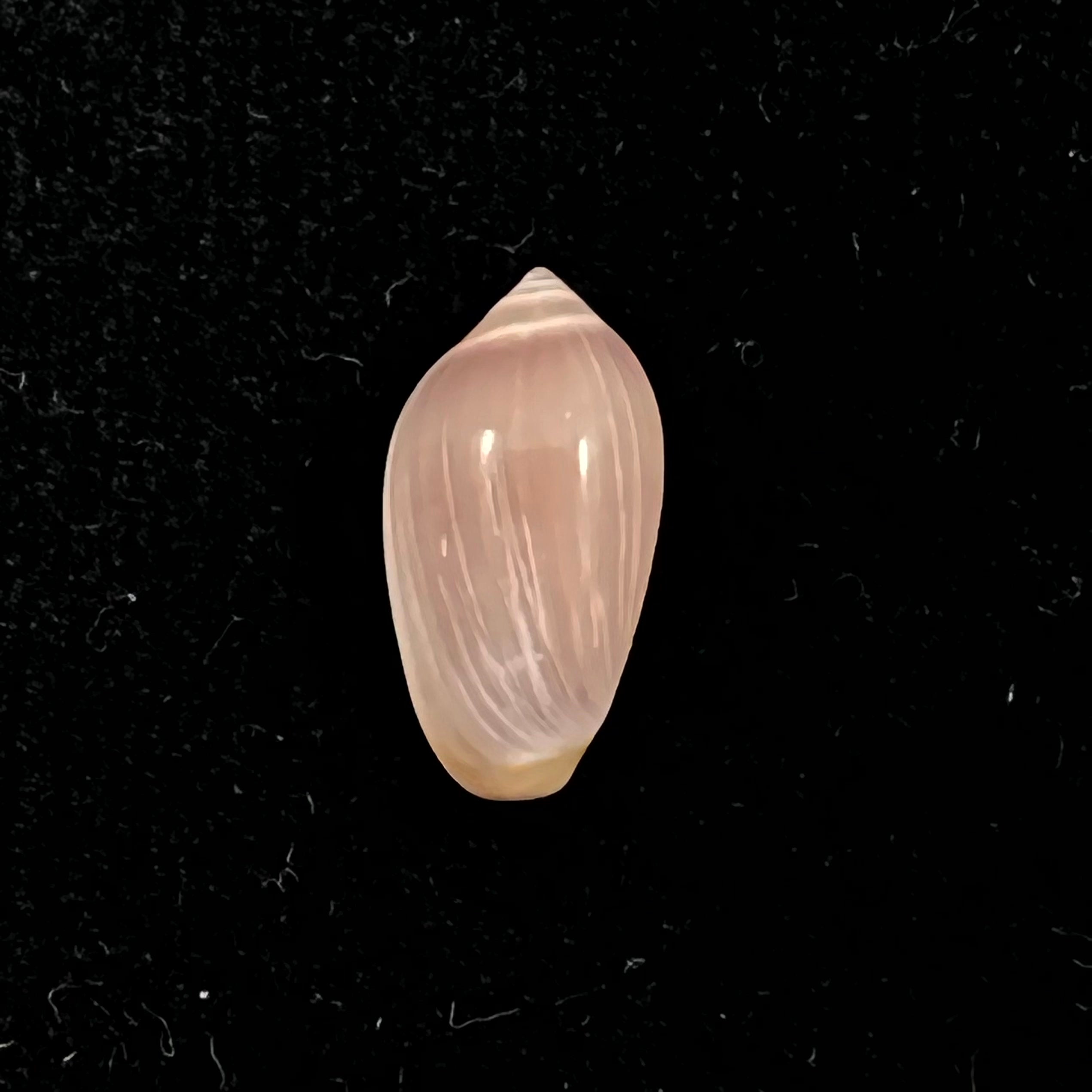 Volvarina ampelusica Monterosato, 1906 - 14,3mm