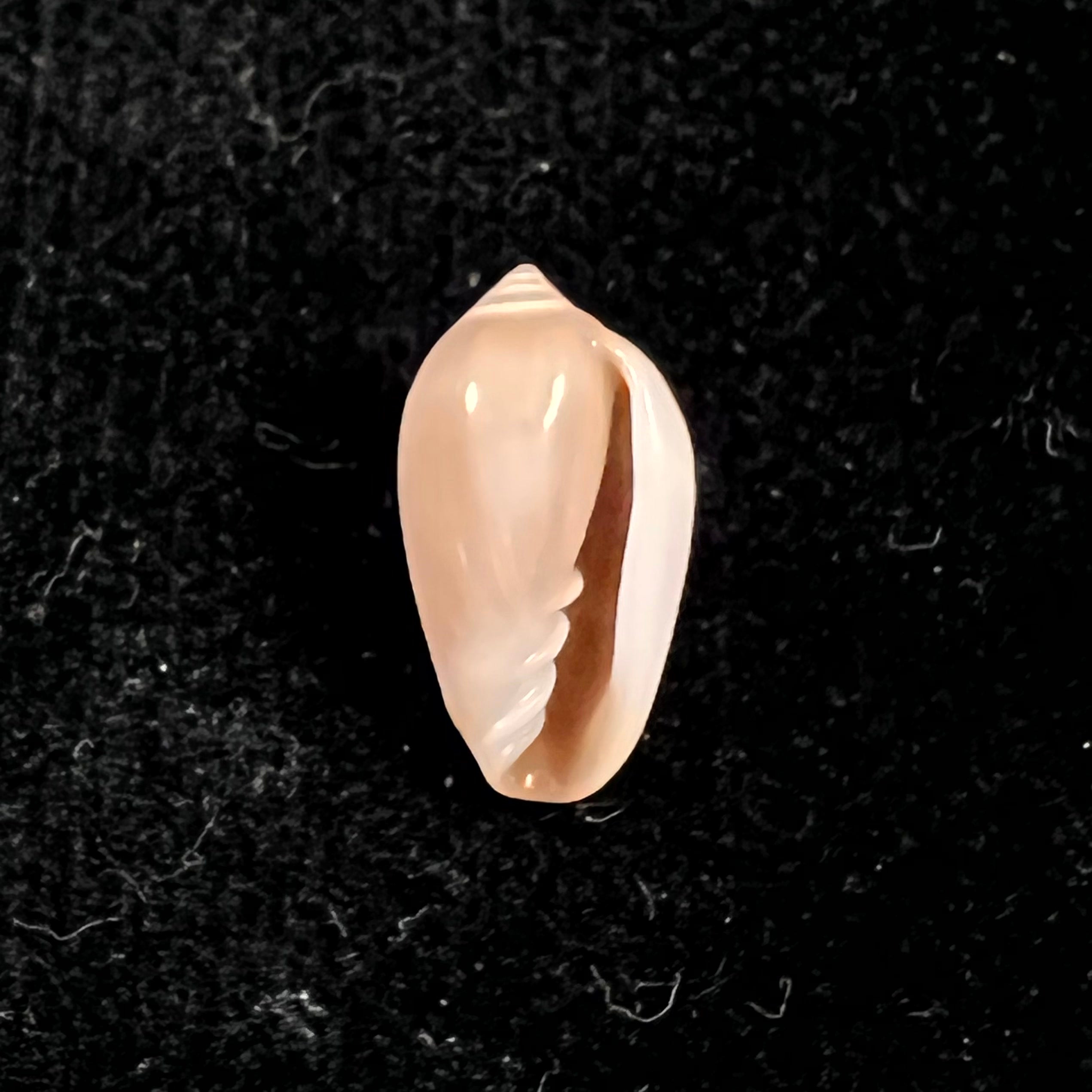 Volvarina ampelusica Monterosato, 1906 - 14,3mm