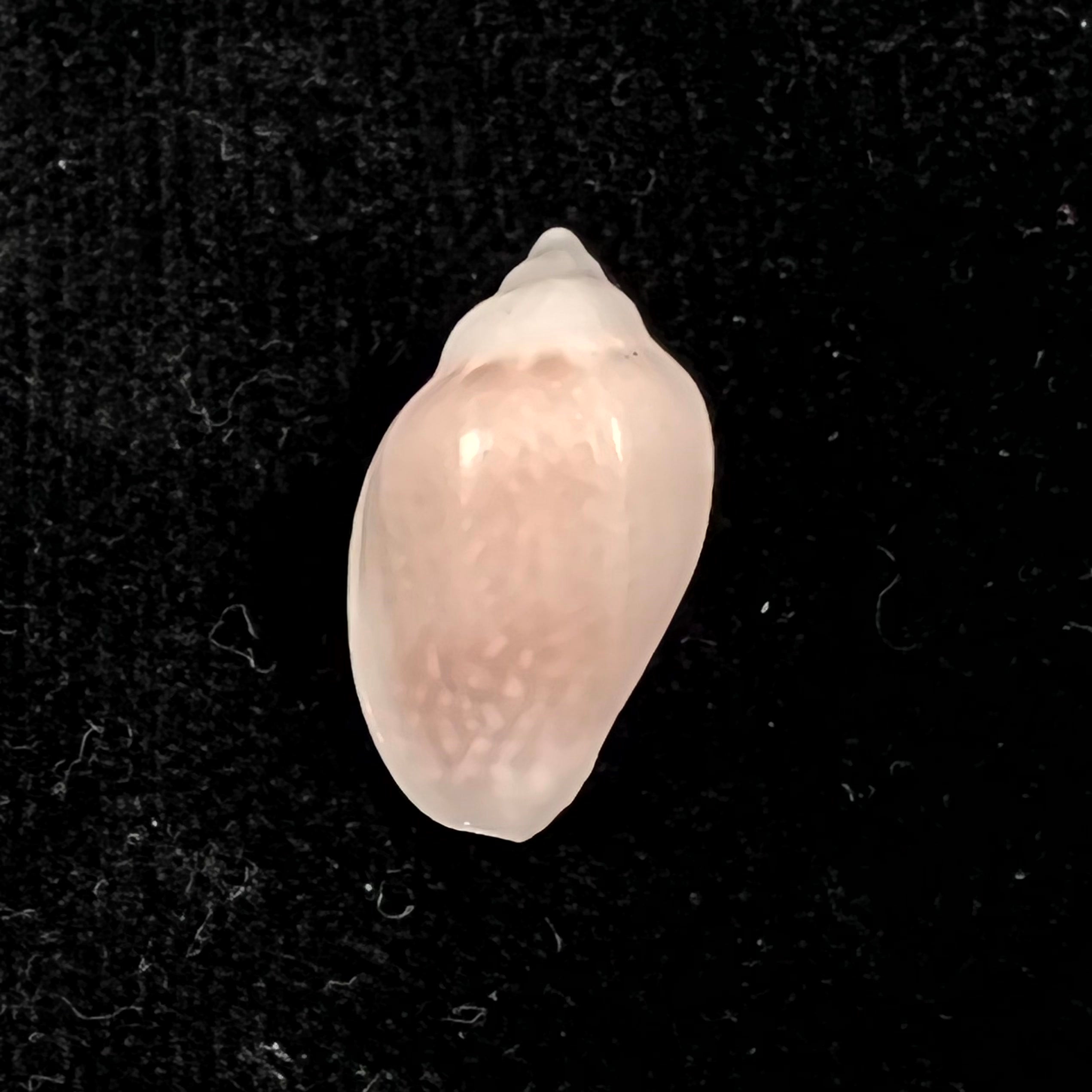 Marginella irrorata Menke, 1828 - 23,6mm