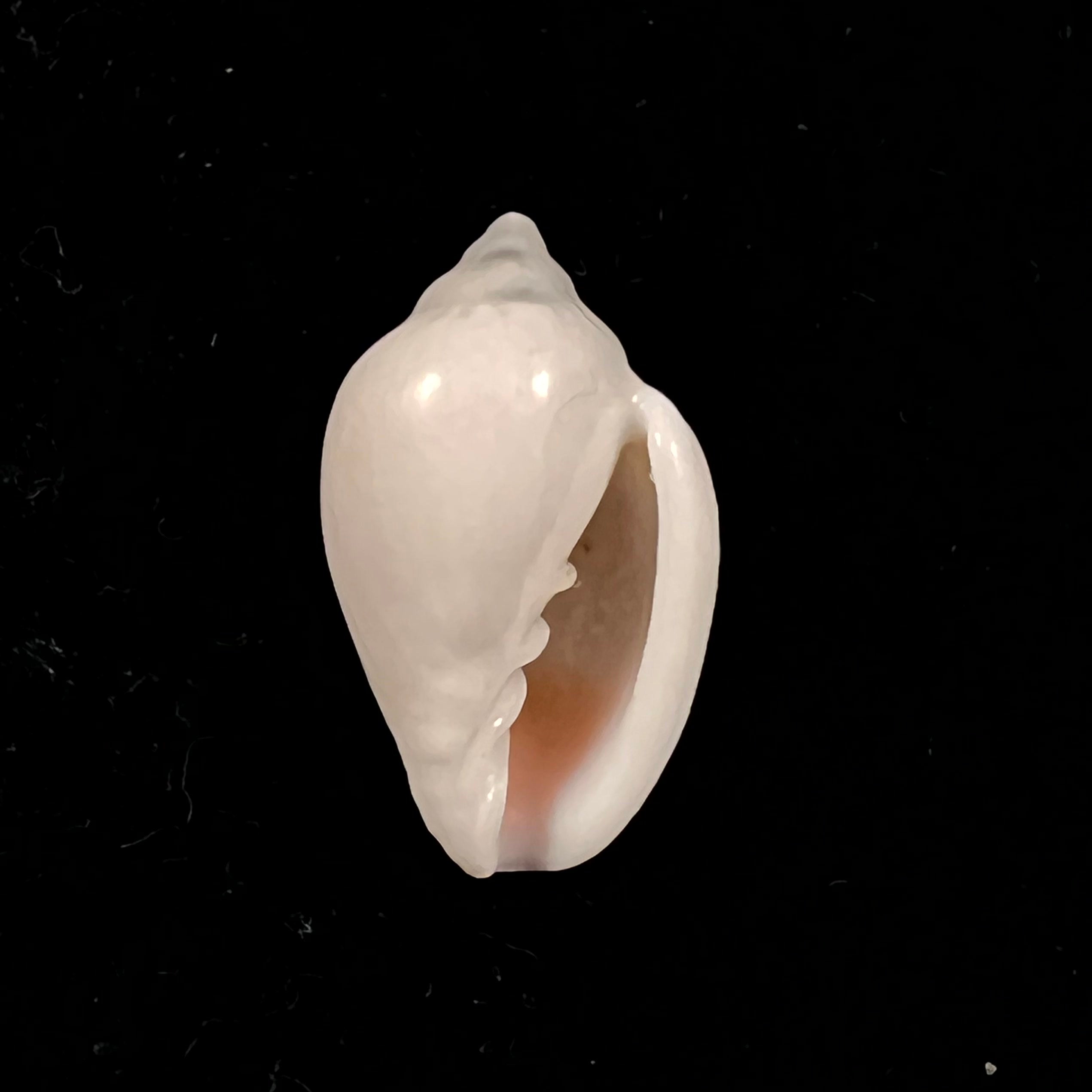 Marginella irrorata Menke, 1828 - 23,6mm