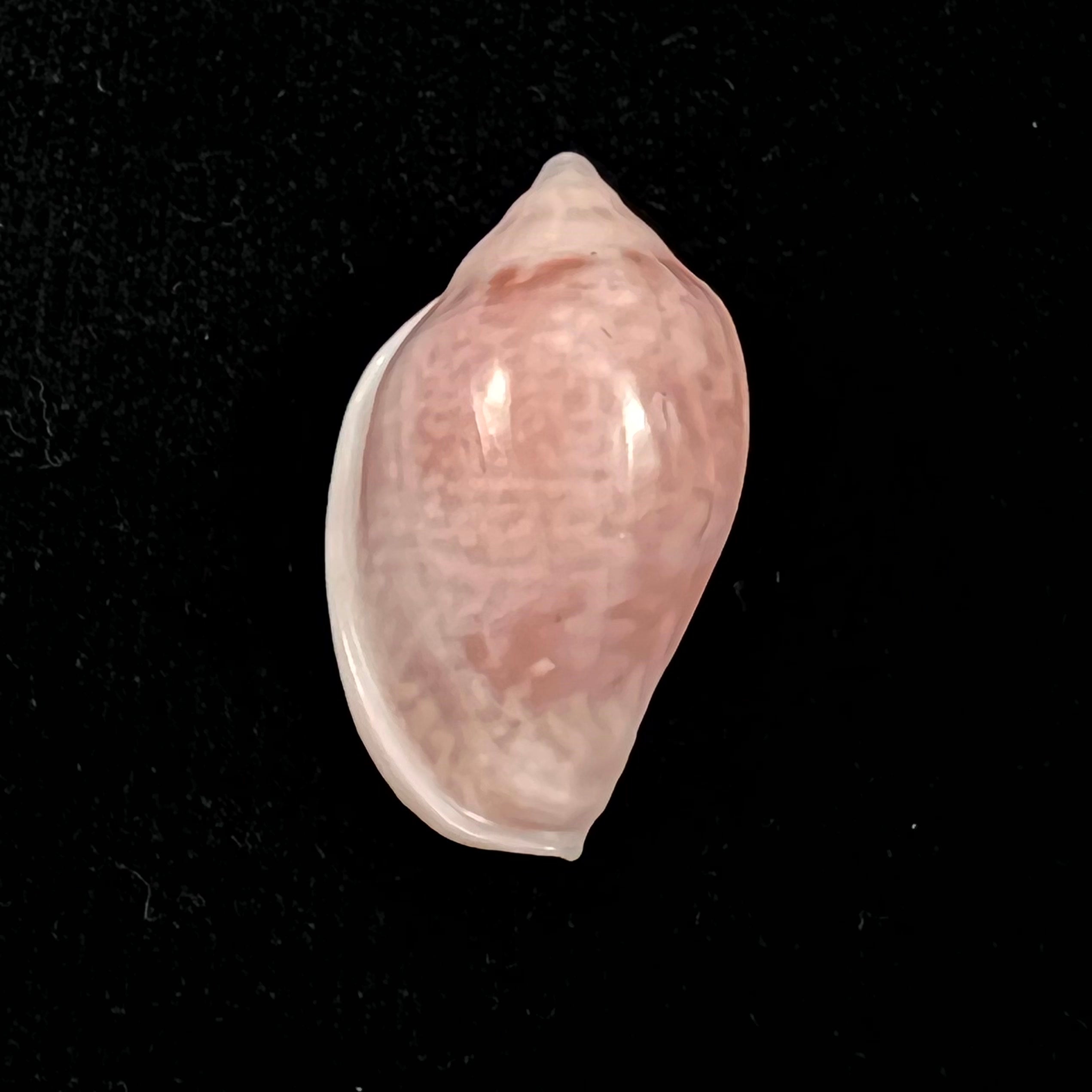Marginella glabella (Linnaeus, 1758) - 34,3mm