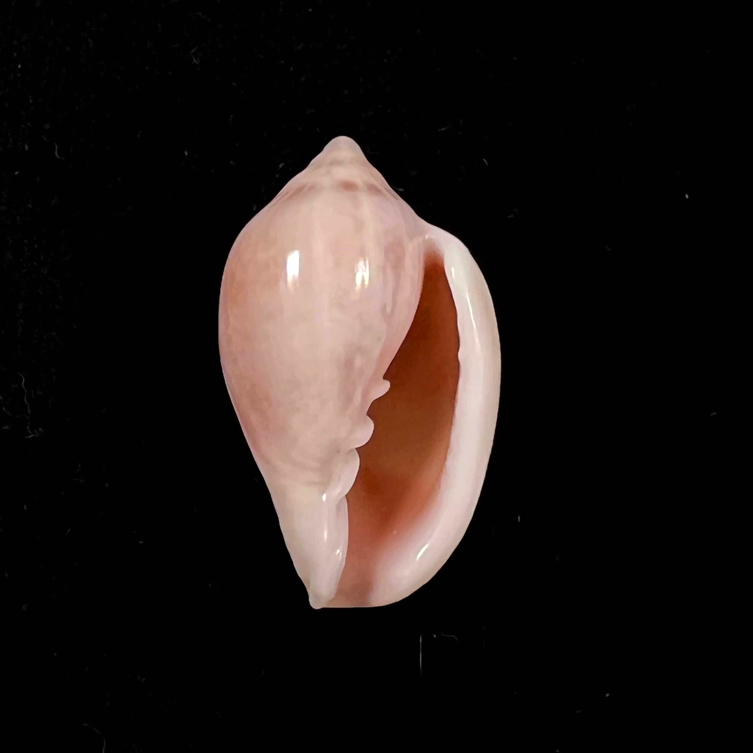 Marginella glabella (Linnaeus, 1758) - 34,3mm