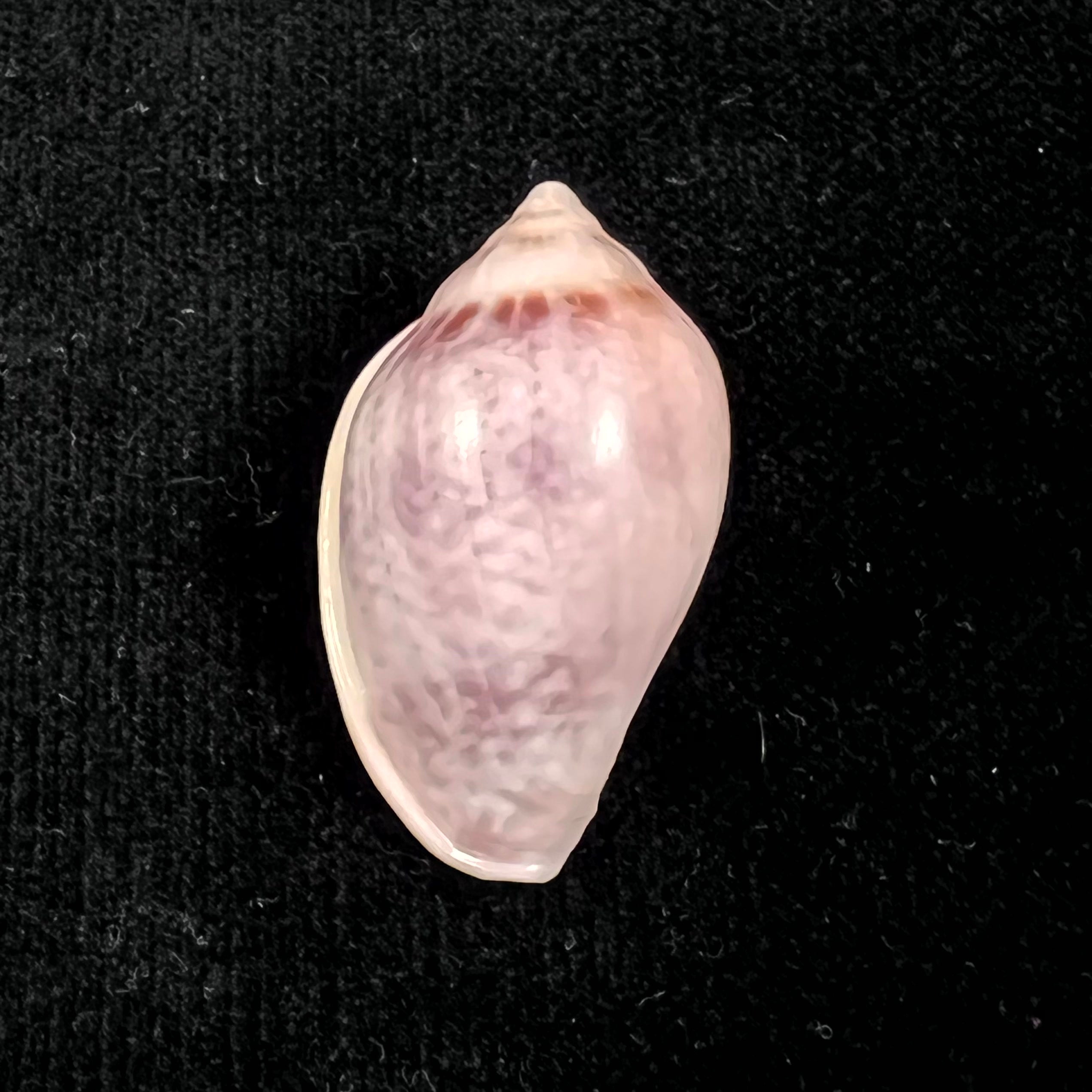 Marginella glabella (Linnaeus, 1758) - 40,1mm