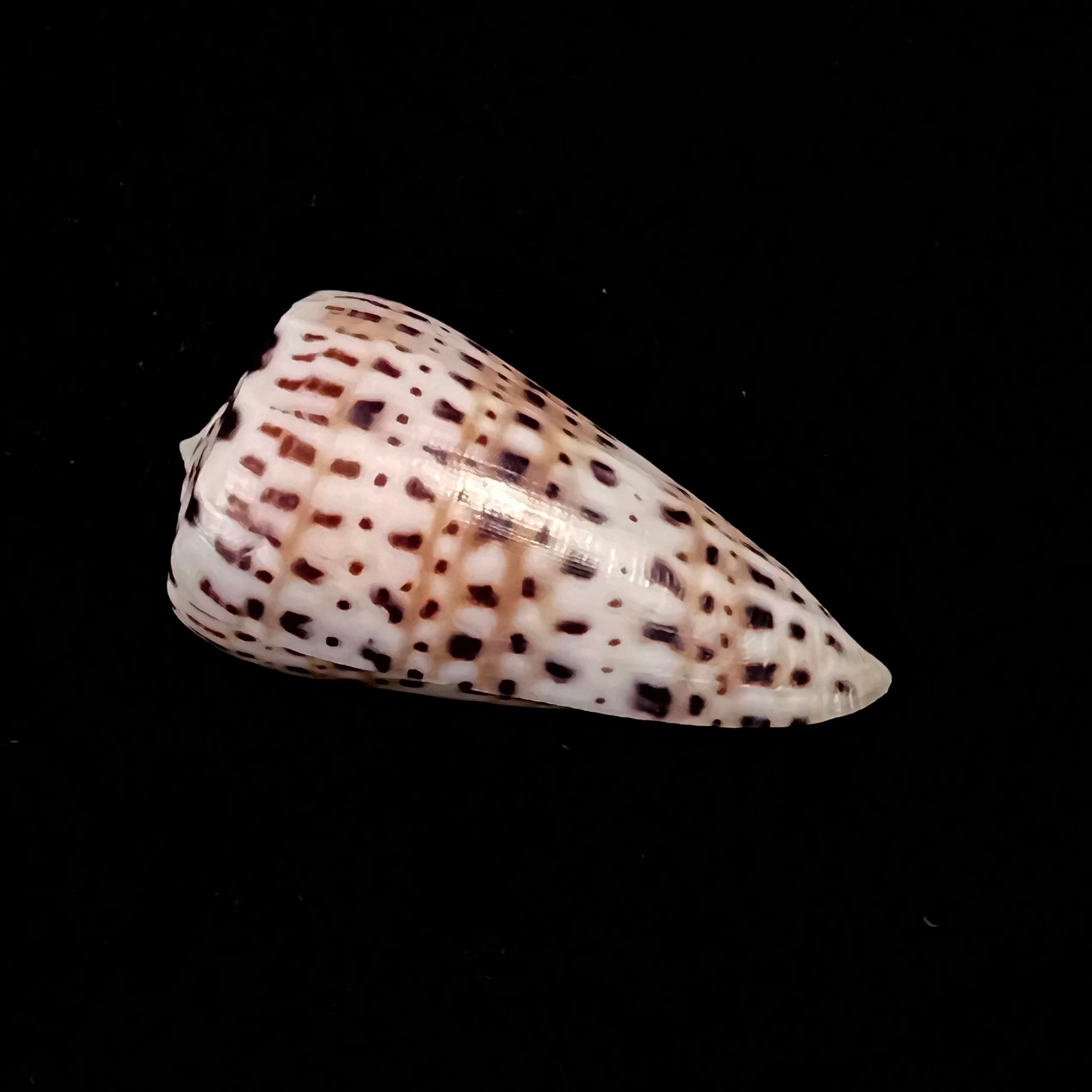 Conus byssinus (Röding, 1798) - 44,9mm