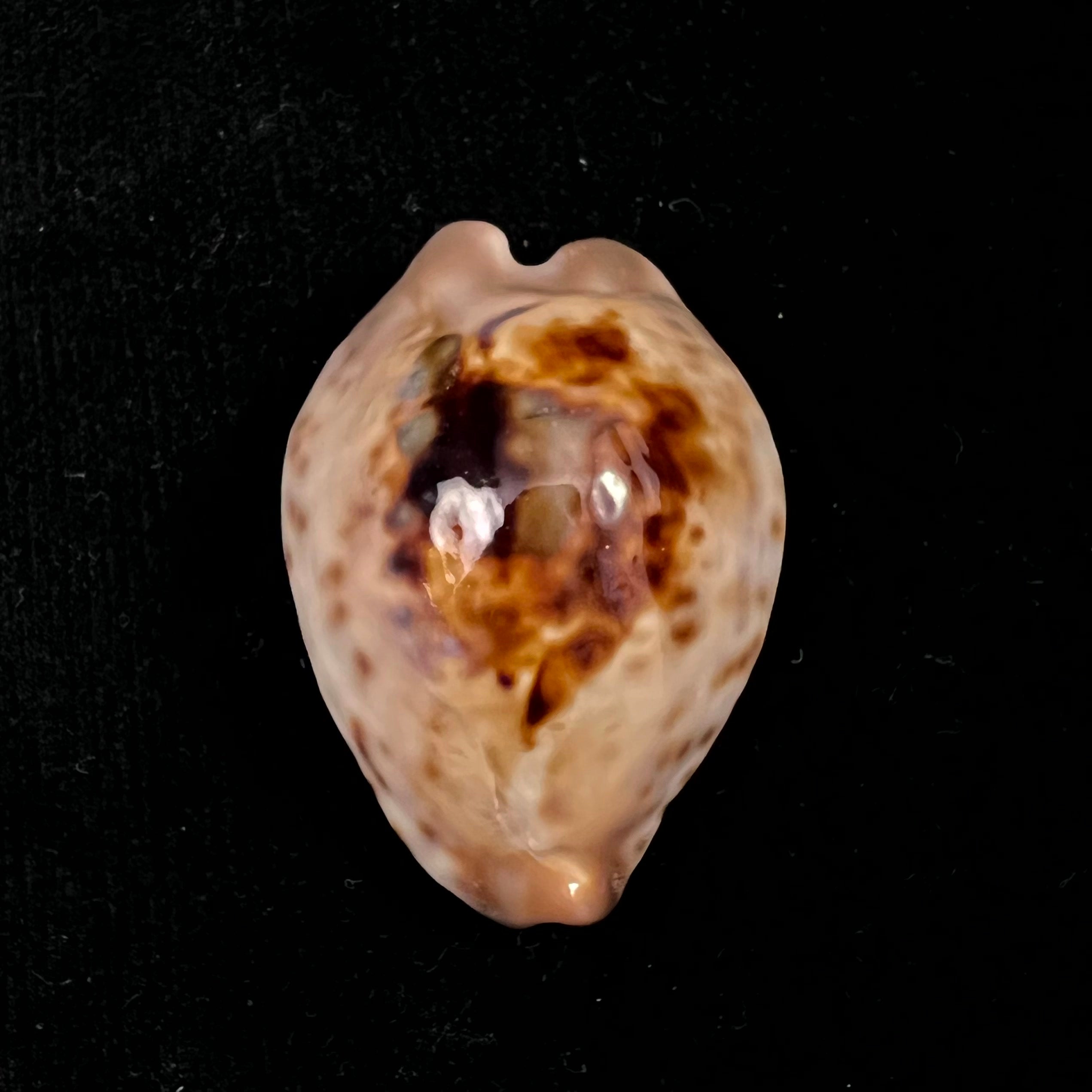 Barycypraea teulerei (Cazenavette, 1846) - 49,6毫米