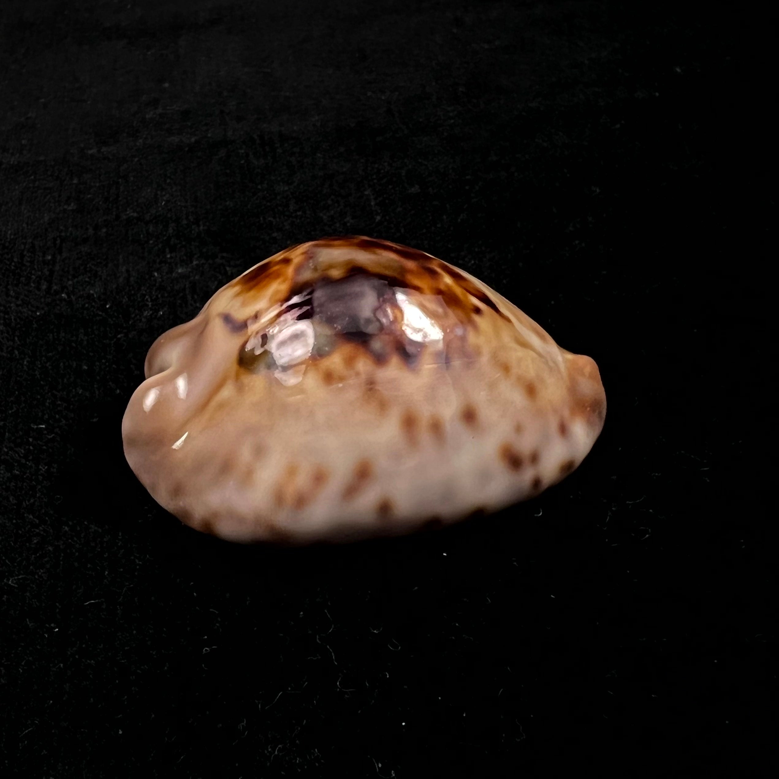 Barycypraea teulerei (Cazenavette, 1846) - 49,6毫米