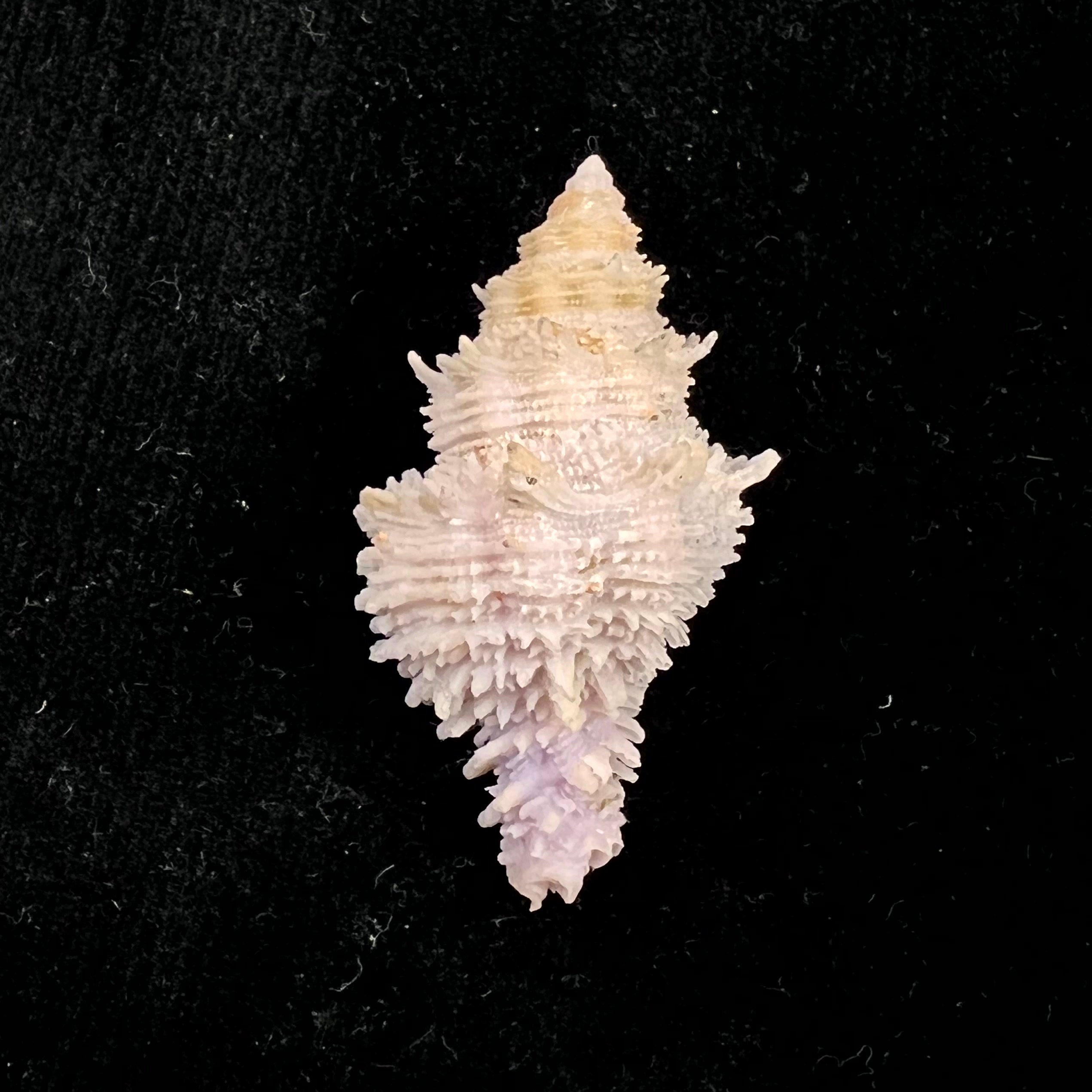Coralliophila fearnleyi (Emerson & D'Attilio, 1965) - 45,5mm