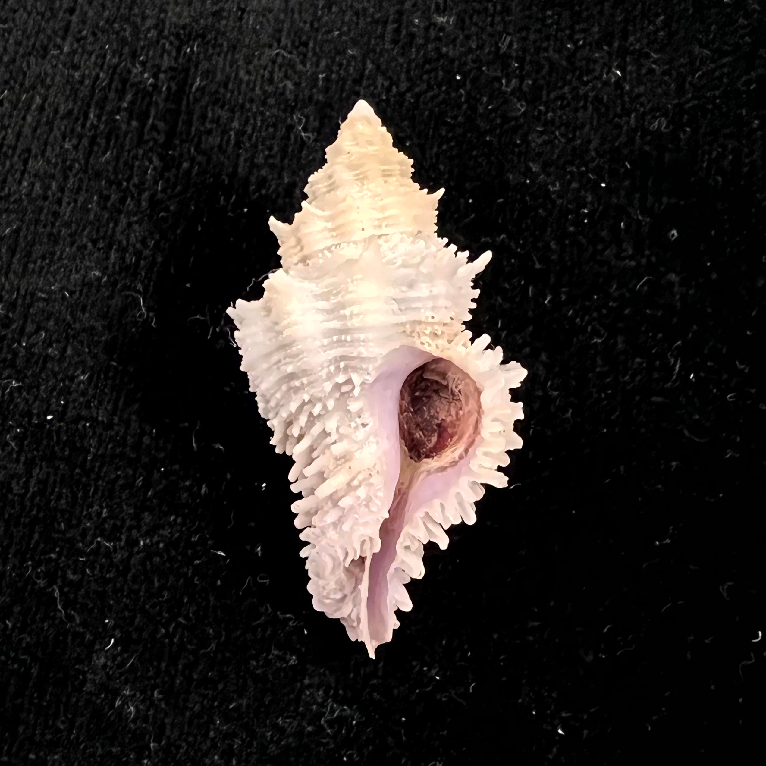 Coralliophila fearnleyi (Emerson & D'Attilio, 1965) - 45,5mm