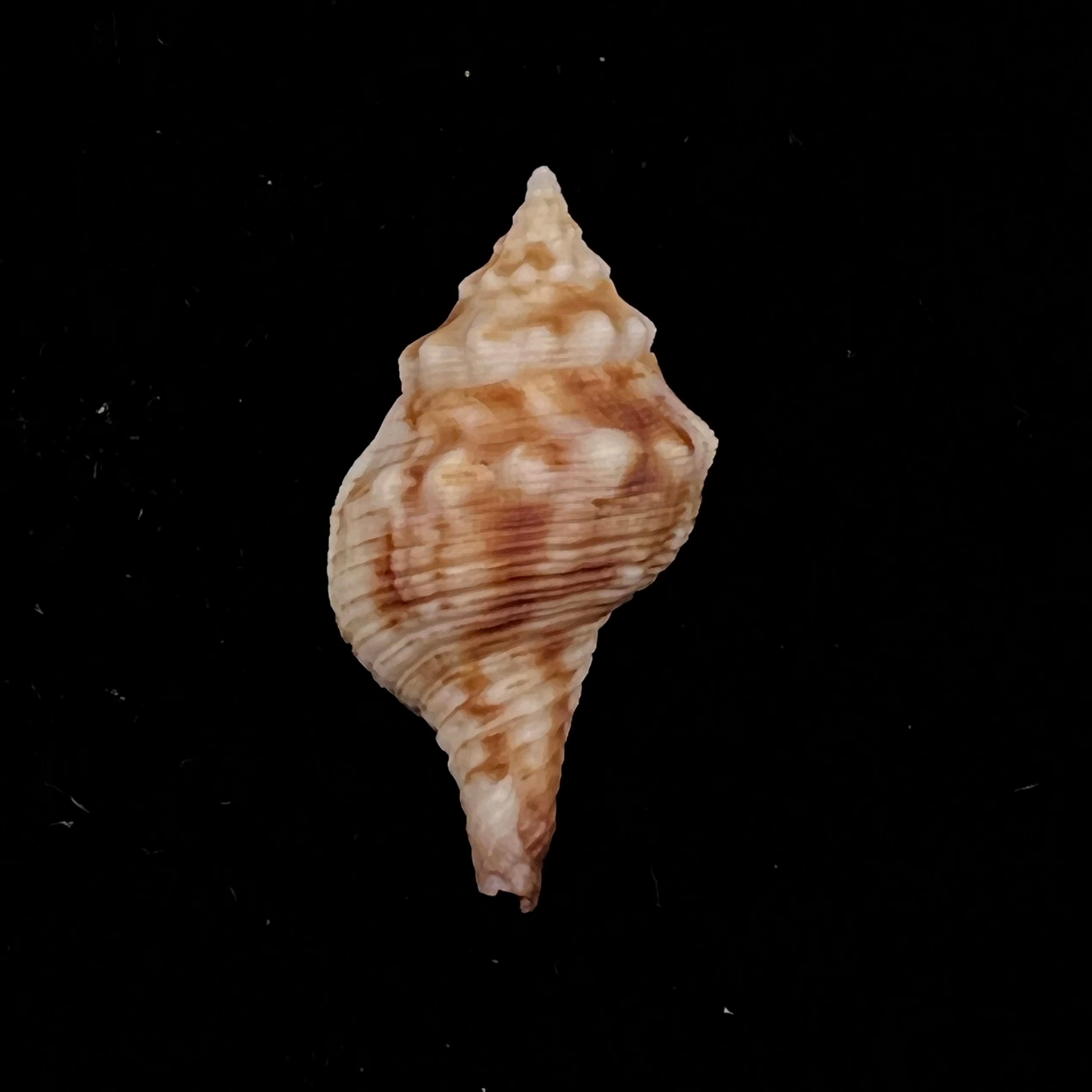 Afer lansbergisi Delsaerdt, 1993 - 34,5mm