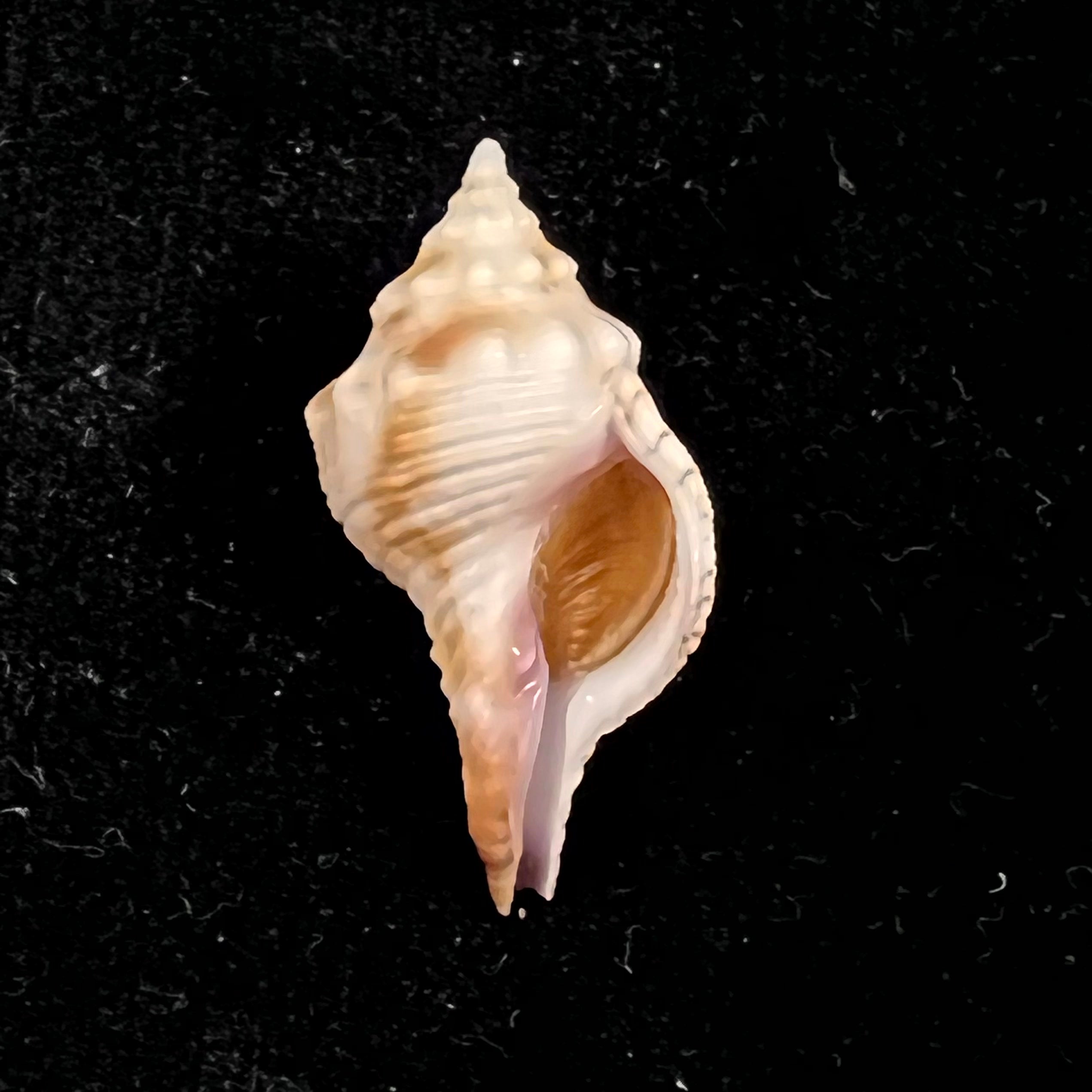 Afer lansbergisi Delsaerdt, 1993 - 34,5mm