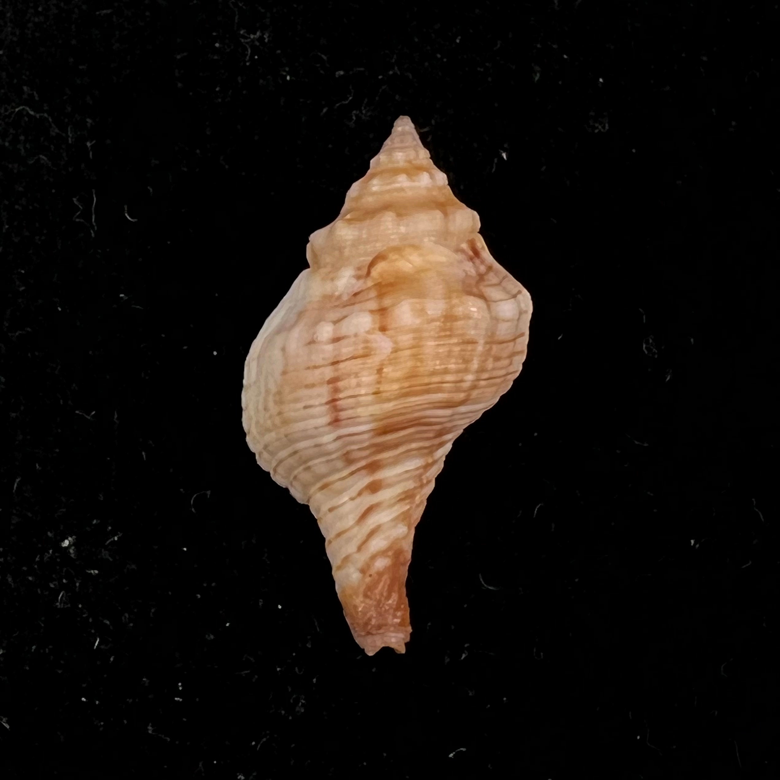 Afer lansbergisi Delsaerdt, 1993 - 32,4mm