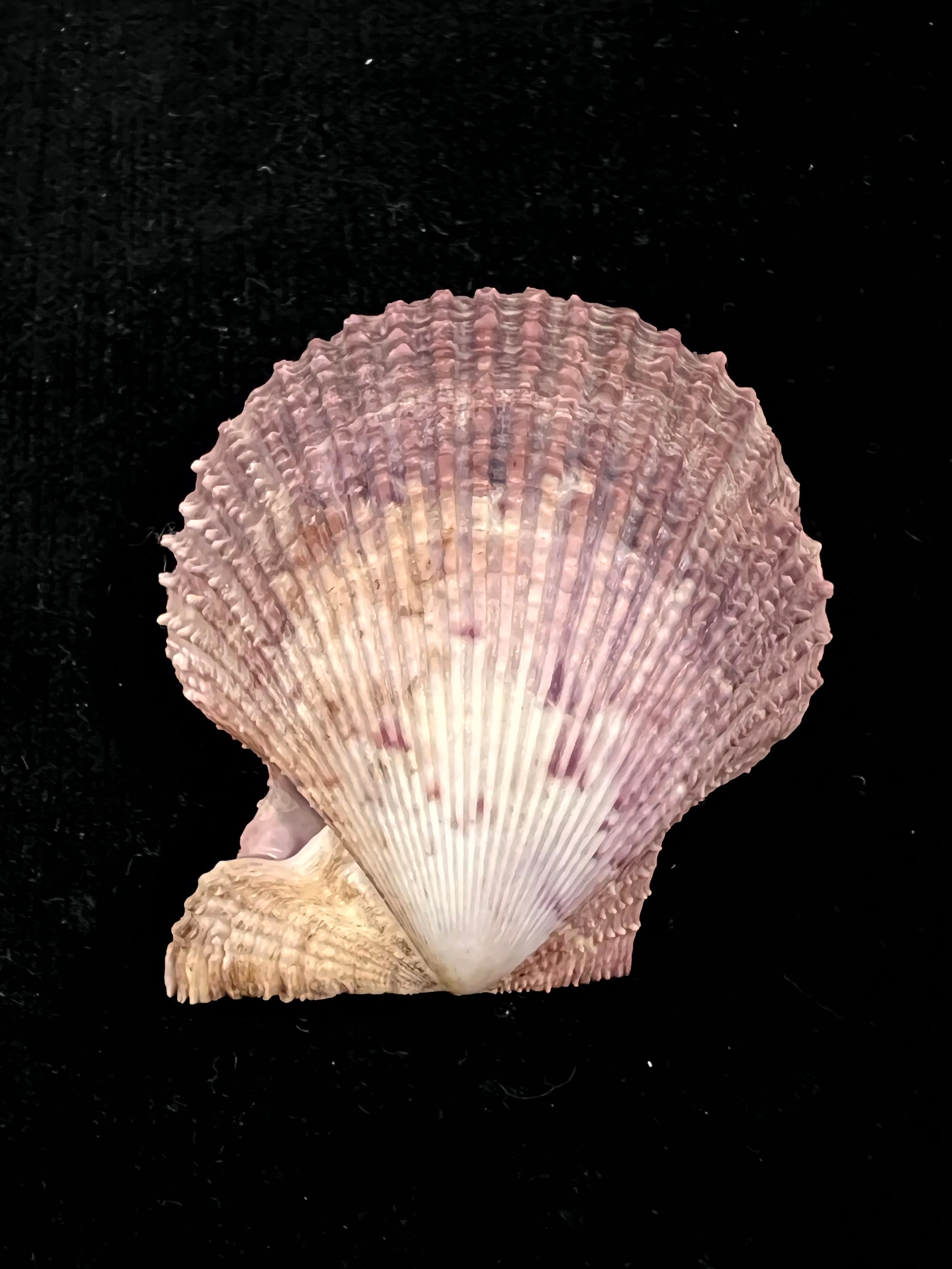 Mimachlamys varia (林奈, 1758) - 54,7mm