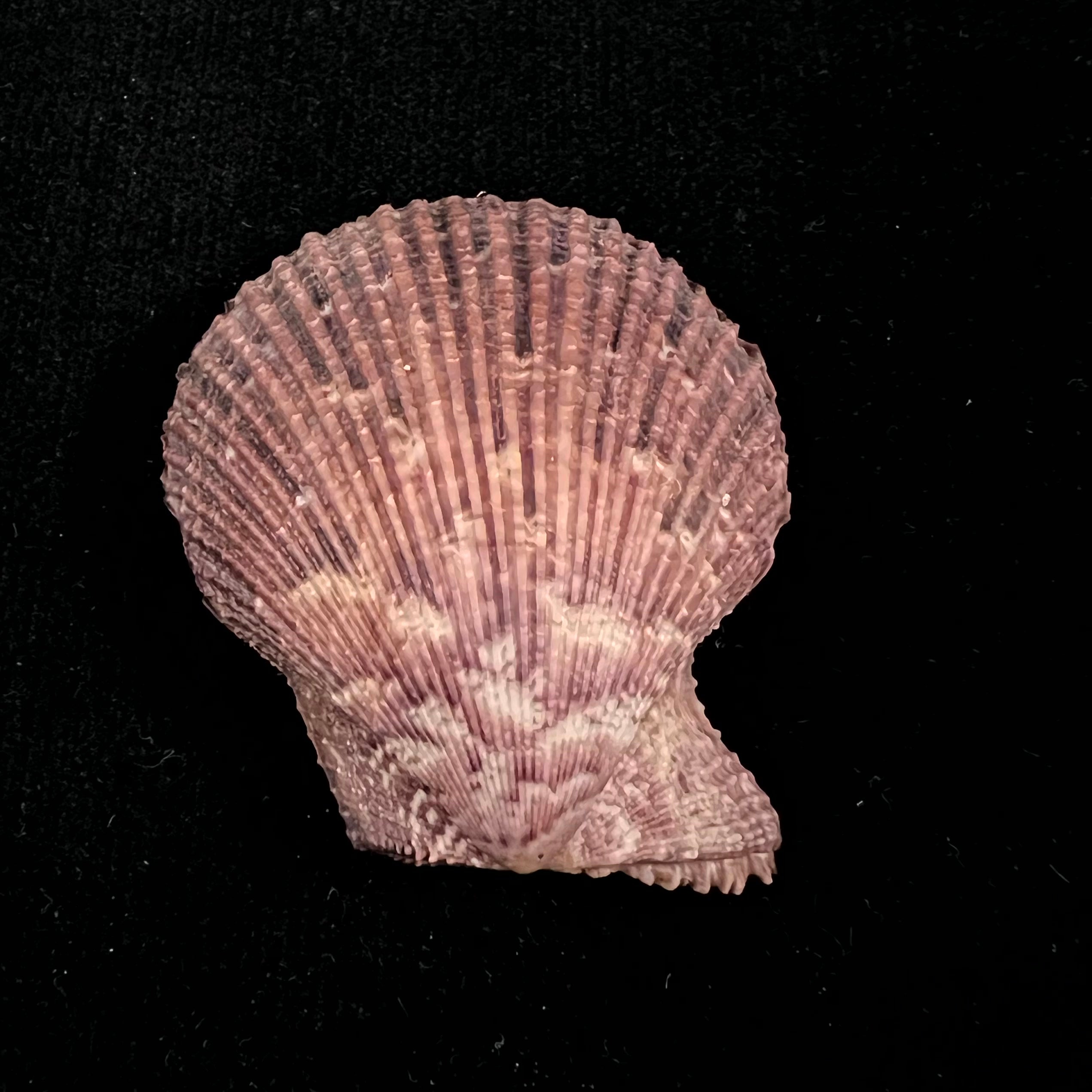 Mimachlamys varia (林奈, 1758) - 53,2mm