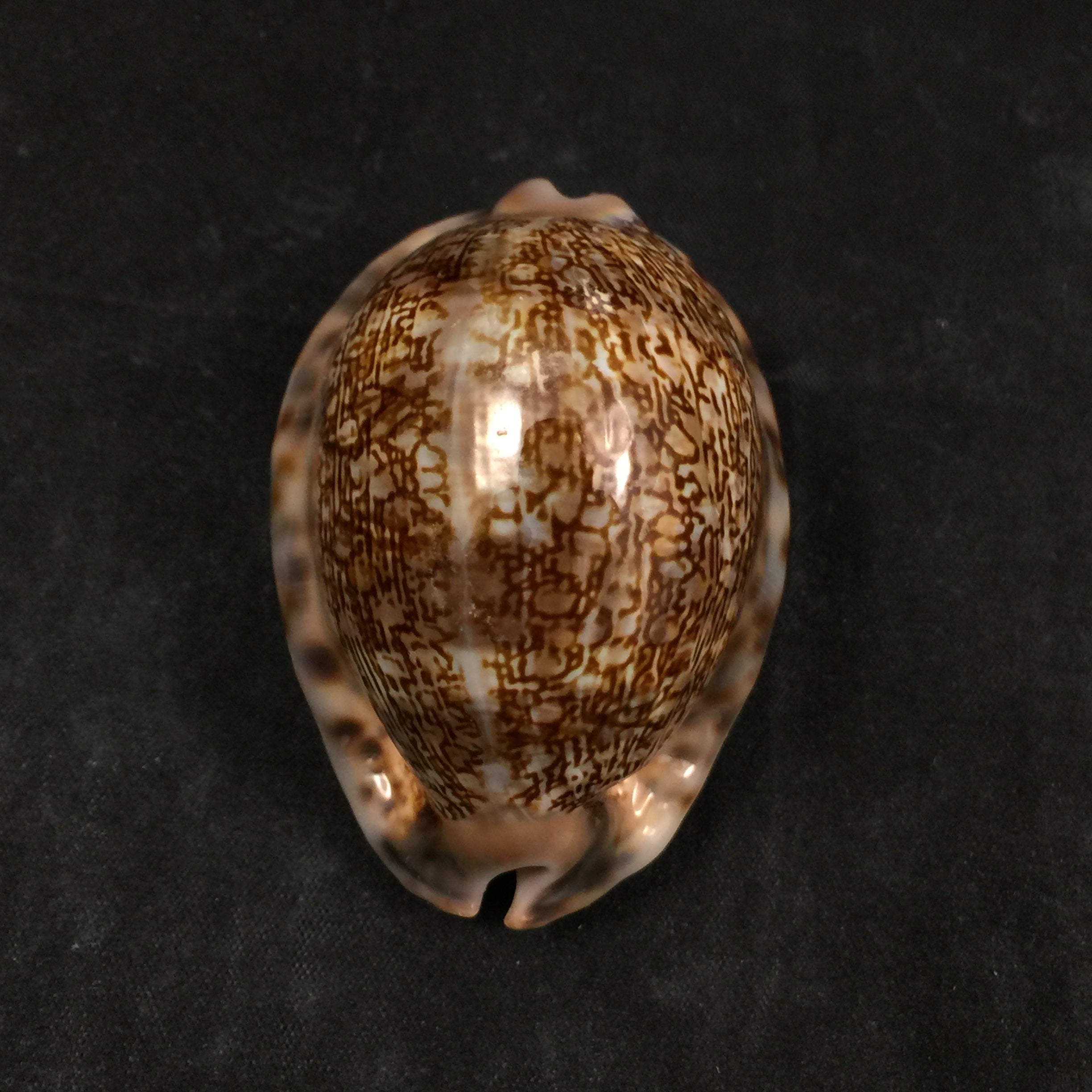 Mauritia arabica gibba Coen, 1949 - 61,3mm