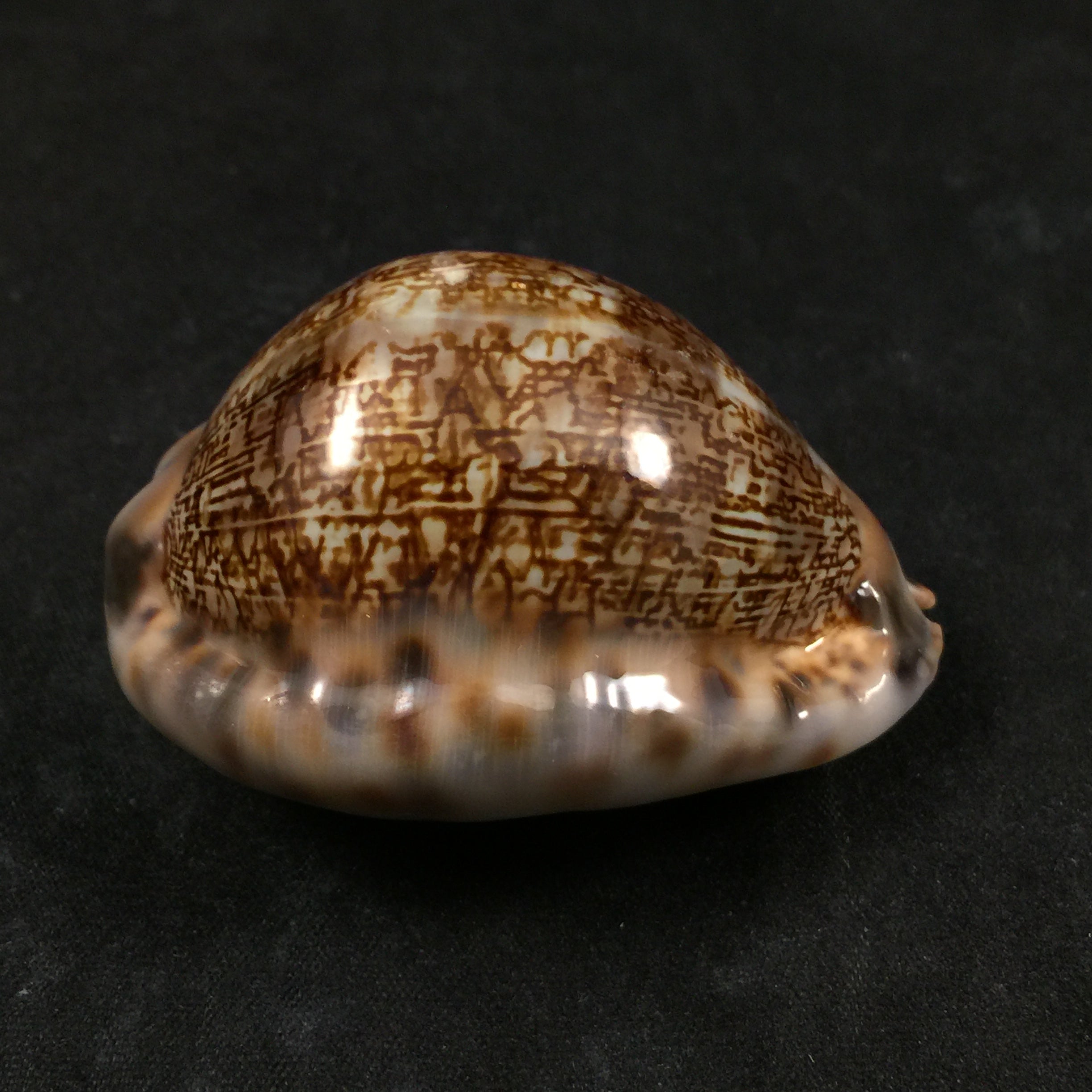 Mauritia arabica gibba Coen, 1949 - 61,3mm