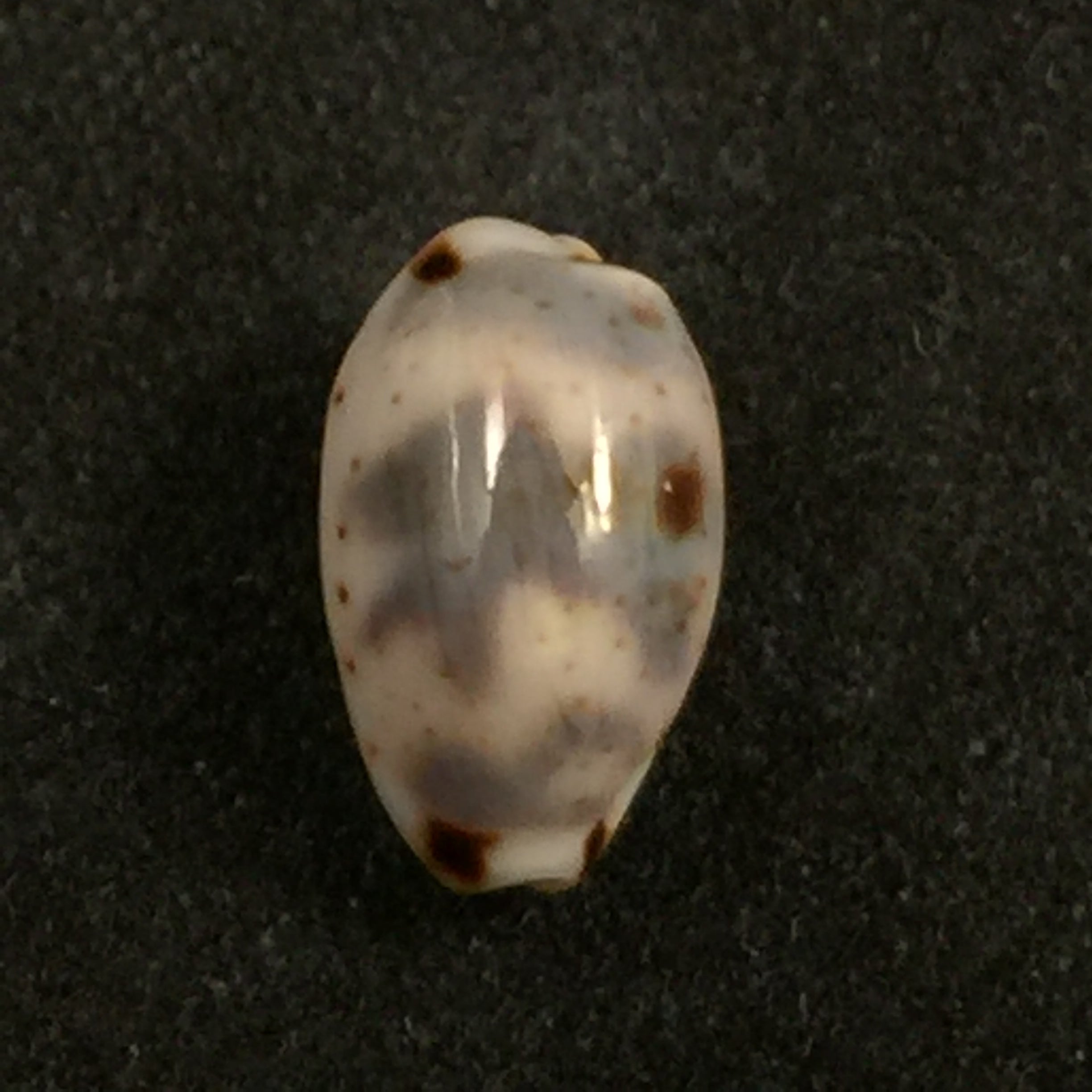 Bistolida kieneri (伊达尔戈, 1906) - 10,9mm