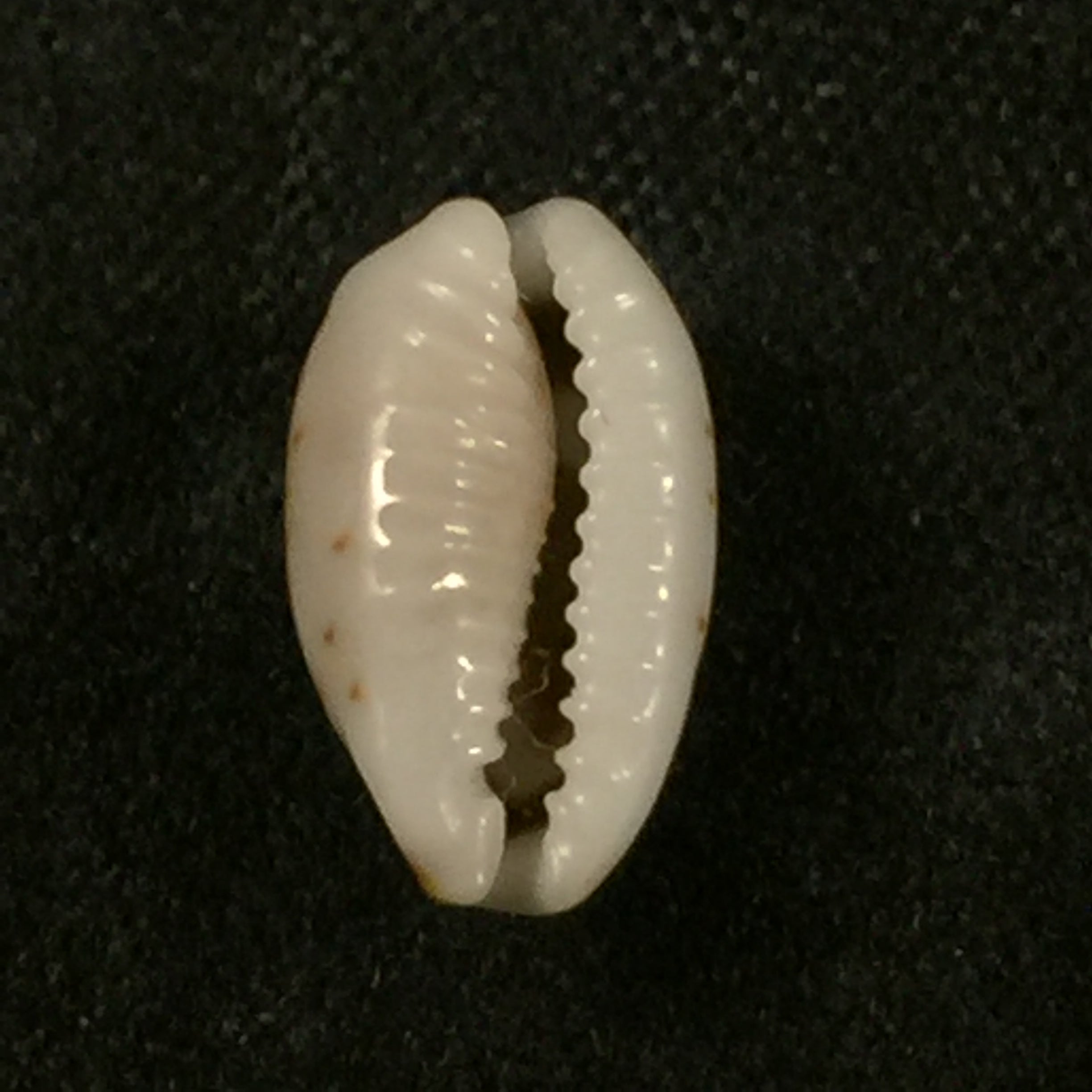 Bistolida kieneri (伊达尔戈, 1906) - 10,9mm