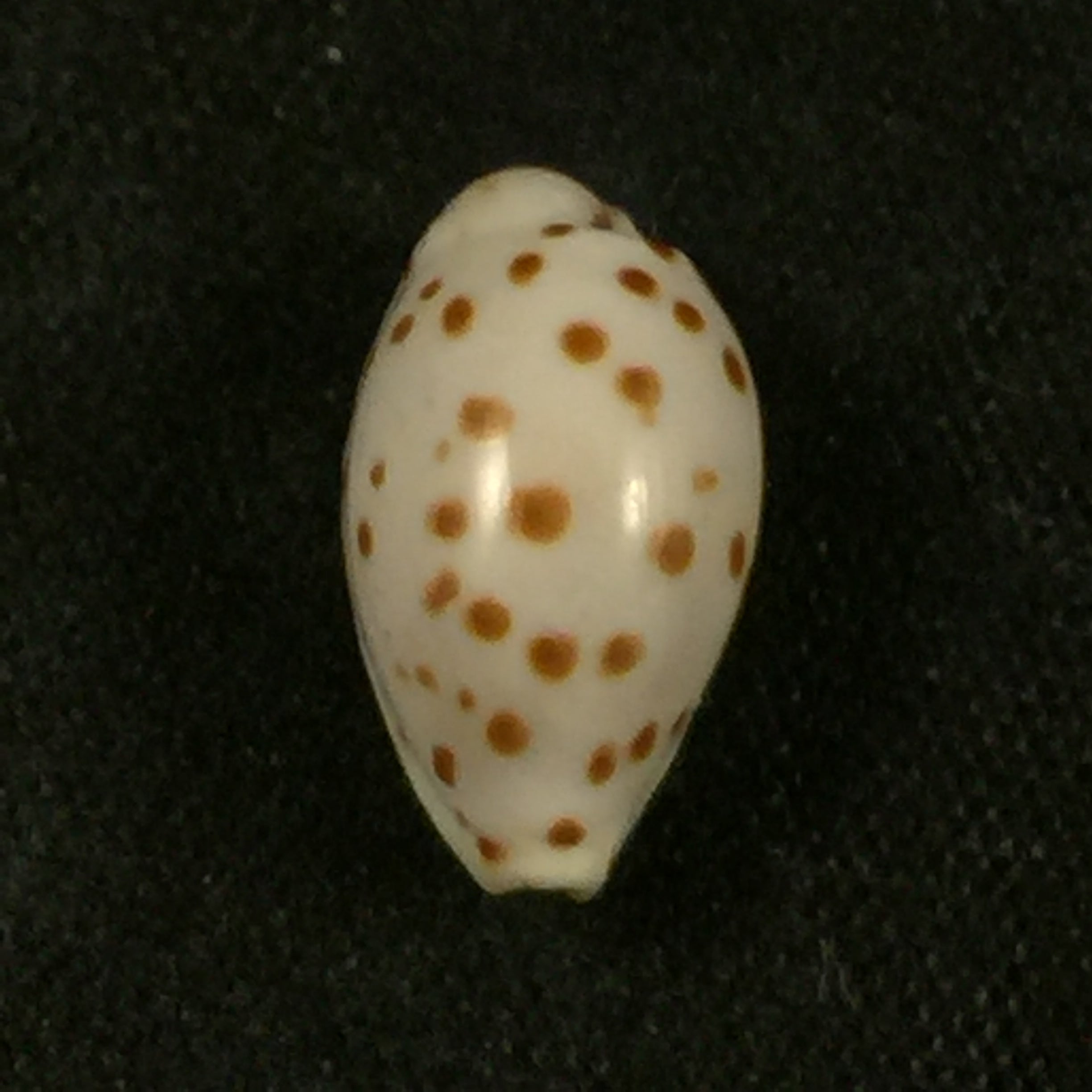 Ransoniella punctata(林奈,1758)- 12,5毫米