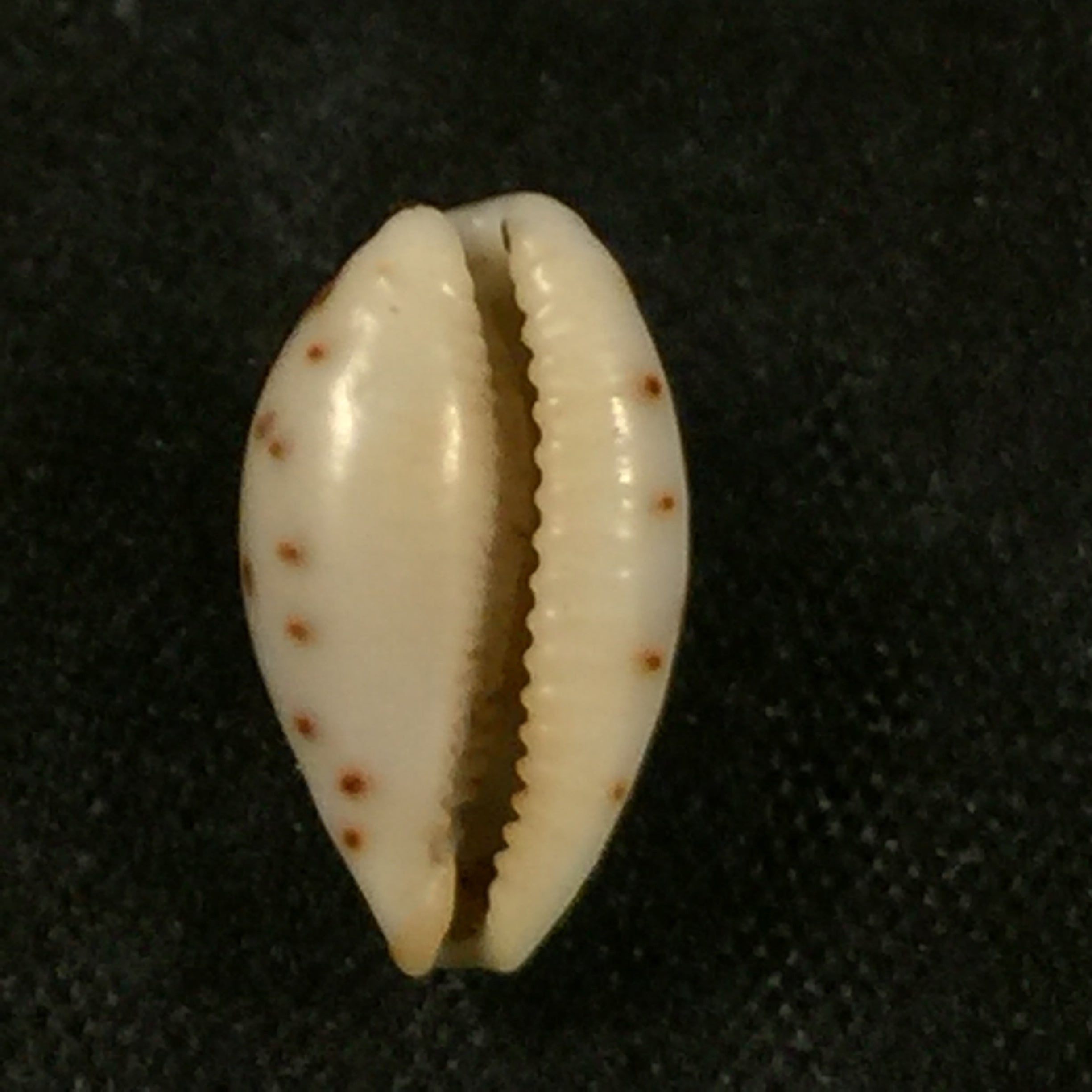 Ransoniella punctata(林奈,1758)- 12,5毫米