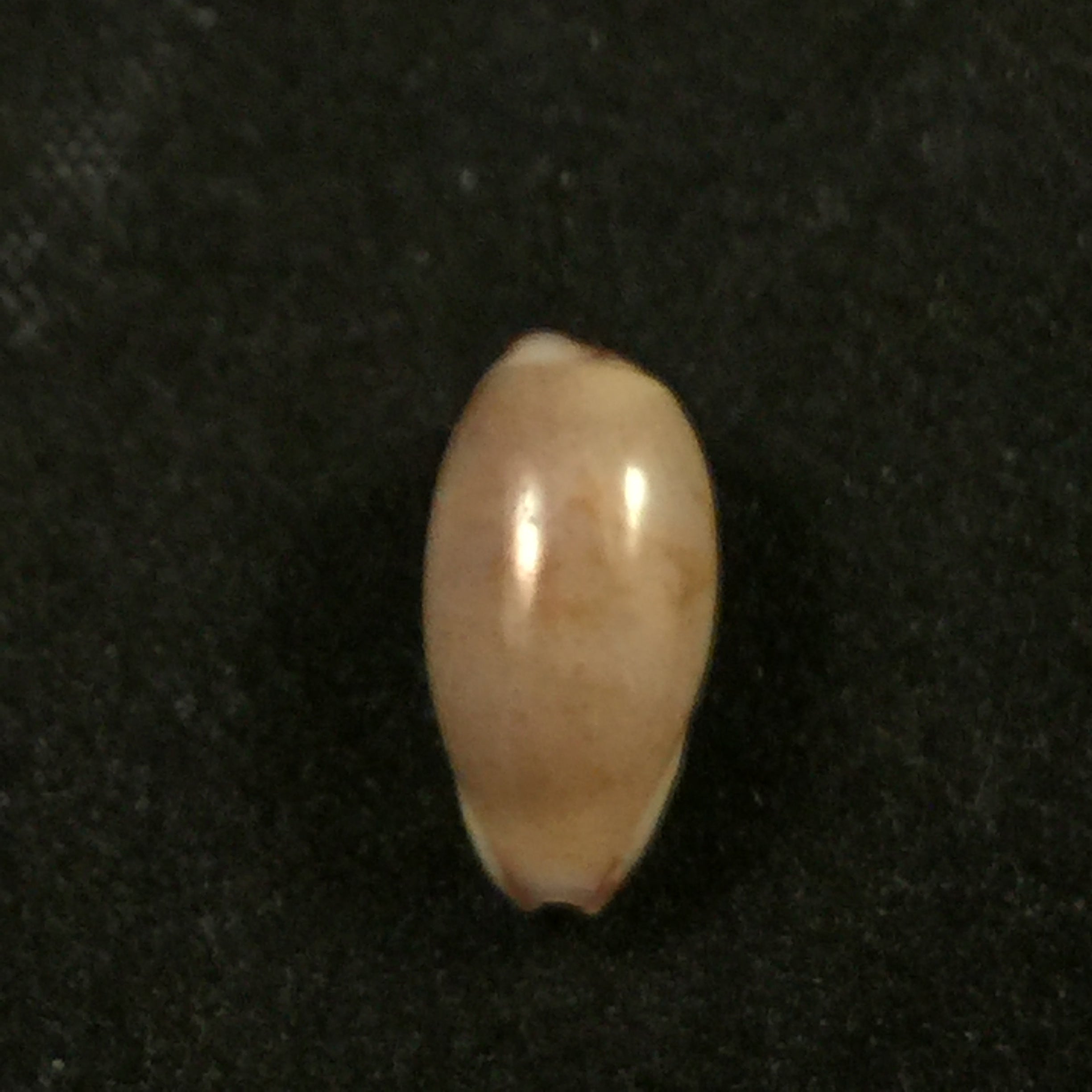 Purpuradusta fimbriata (Gmelin, 1791) - 12,9mm