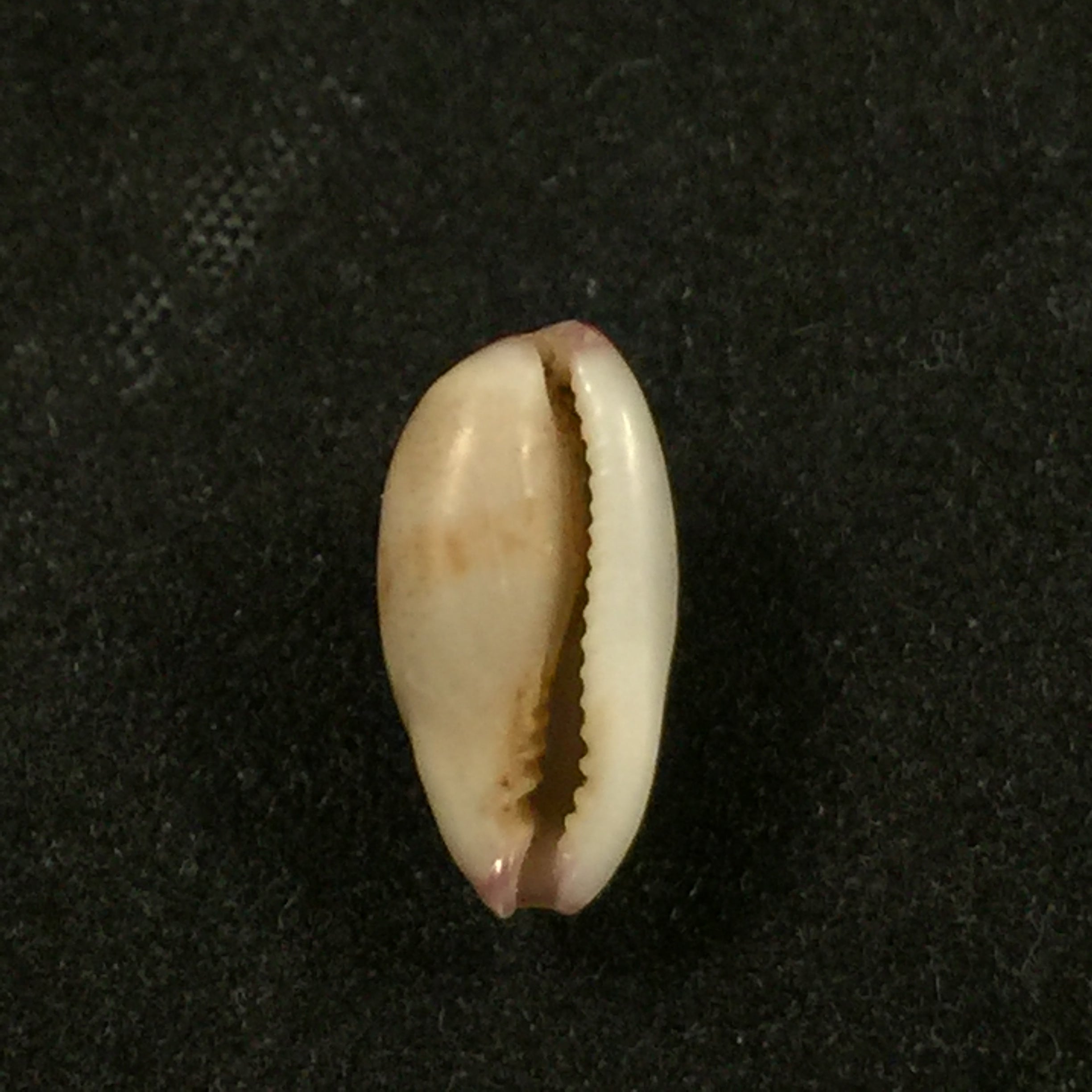 Purpuradusta fimbriata (Gmelin, 1791) - 12,9mm