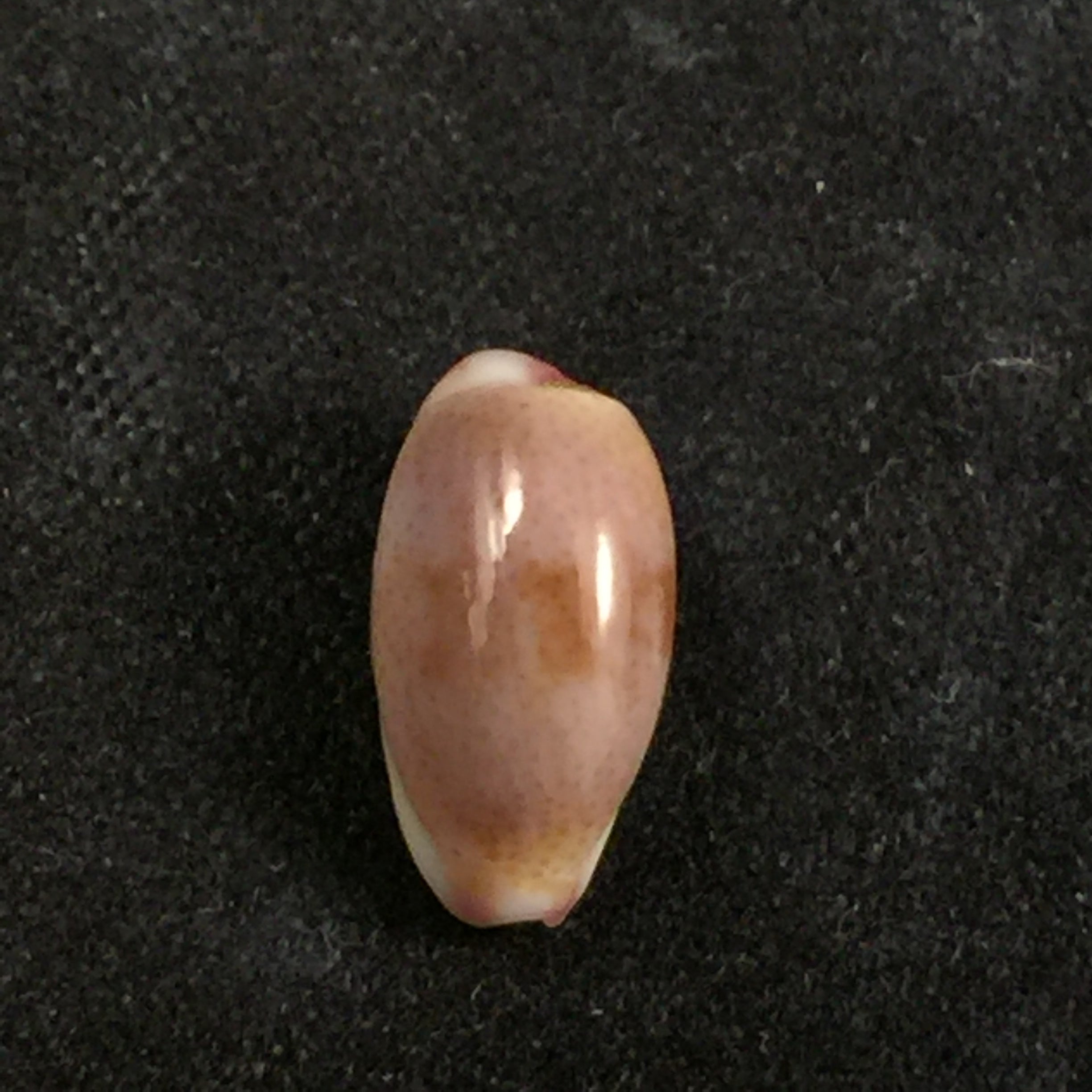 Purpuradusta fimbriata (Gmelin, 1791) - 11,7mm