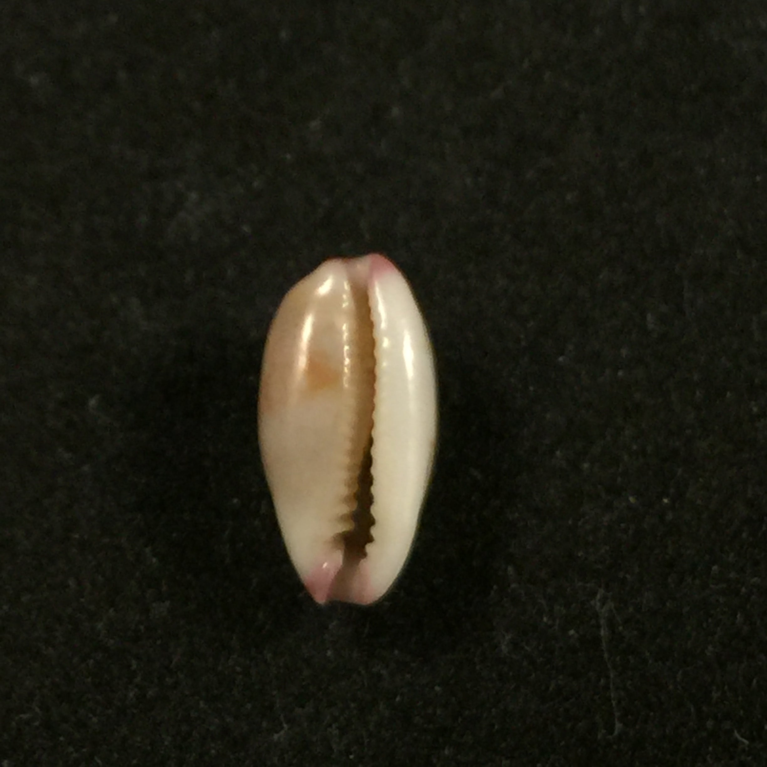 Purpuradusta fimbriata (Gmelin, 1791) - 11,7mm