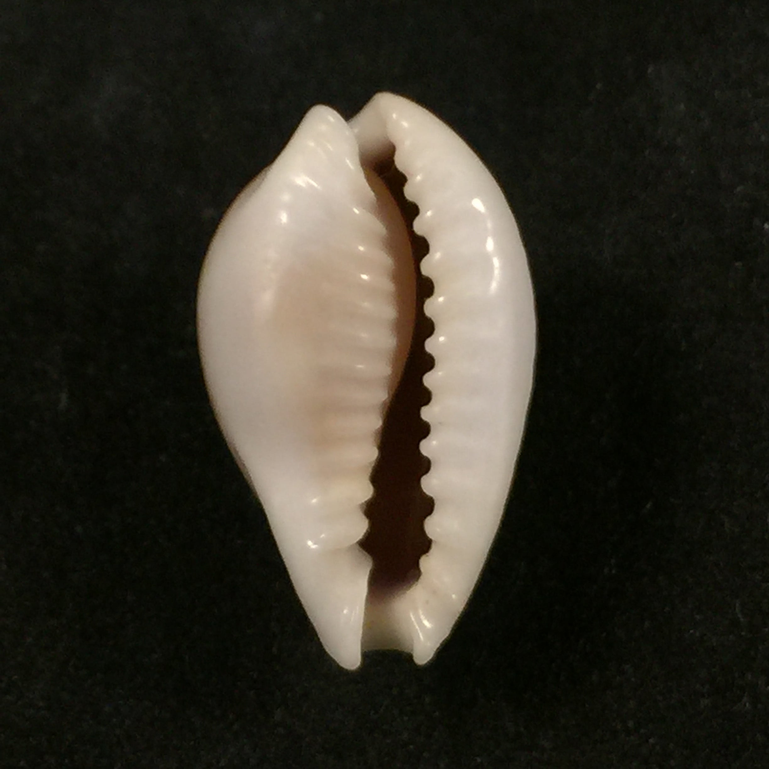 Naria miliaris (Gmelin, 1791) - 20mm
