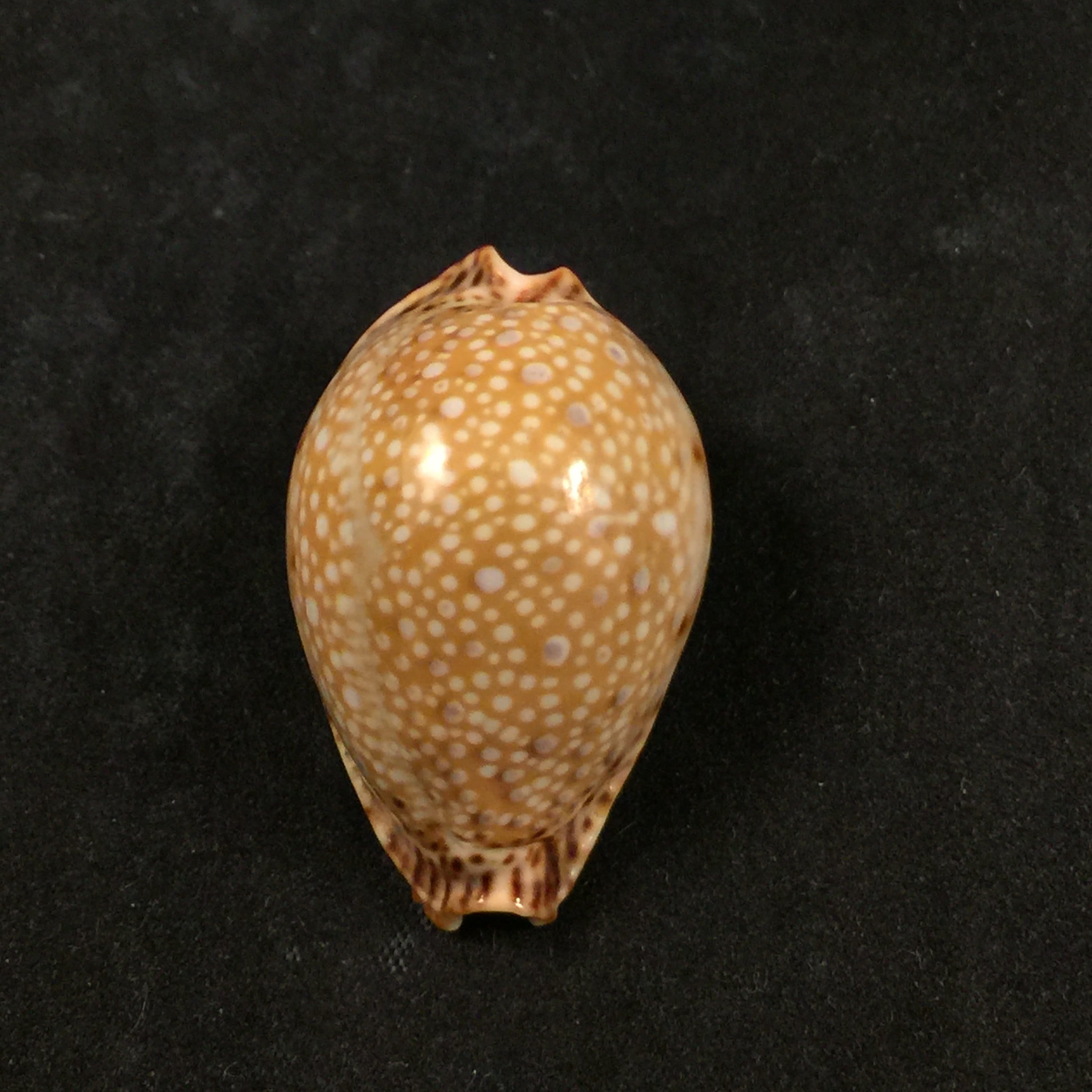 Naria lamarckii (JE Gray, 1825) - 37,6mm