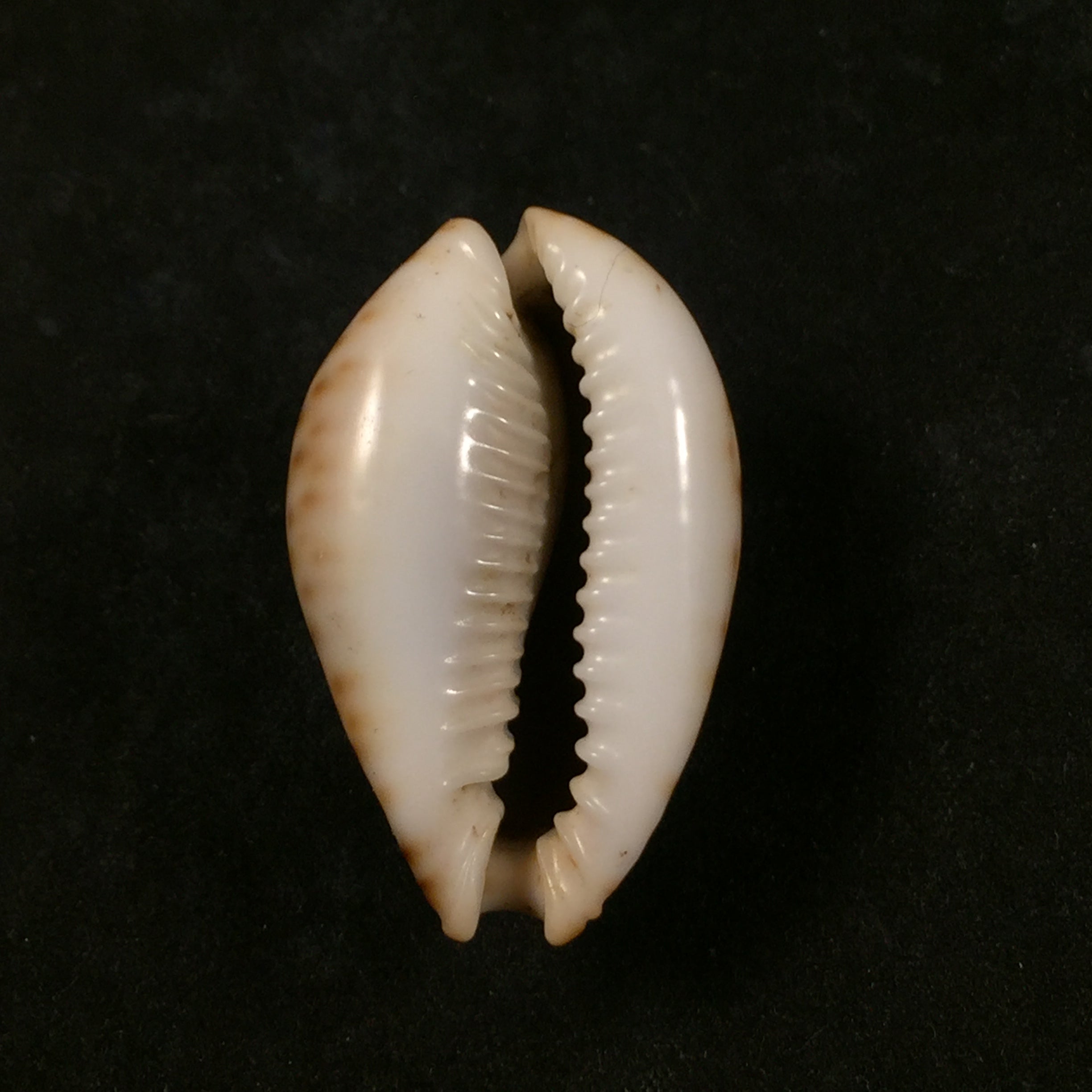 Naria lamarckii (JE Gray, 1825) - 37,6mm