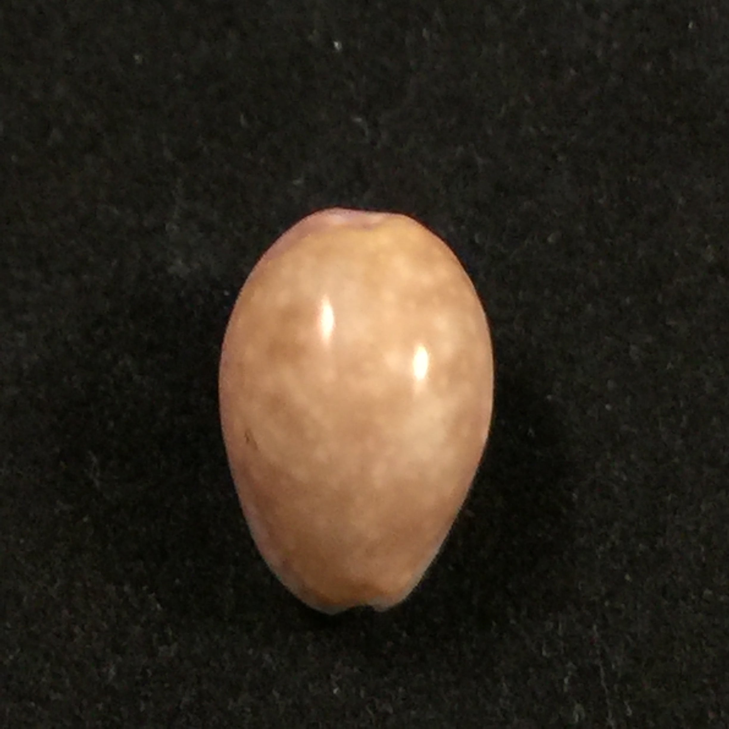 Naria poraria (Linnaeus, 1758) - 14,1mm
