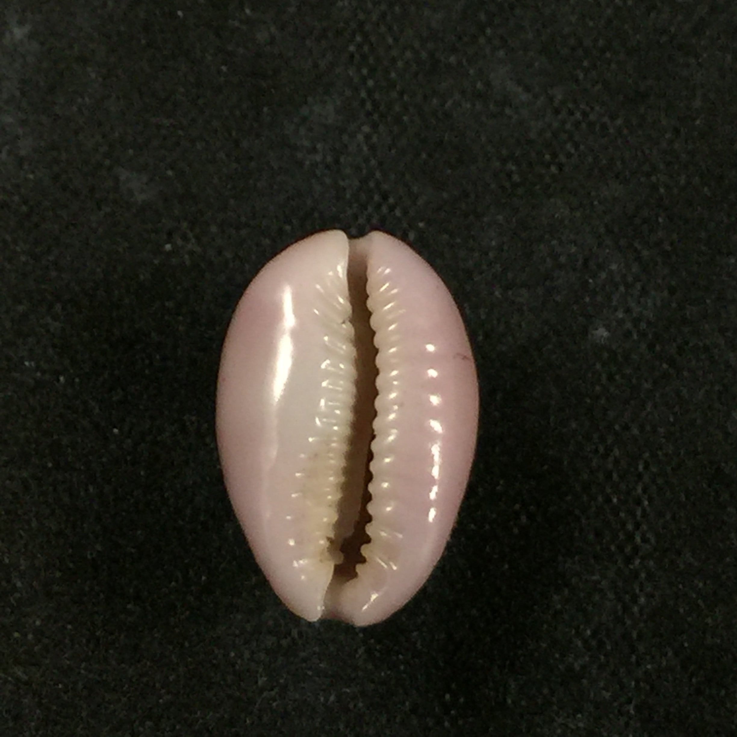 Naria poraria (Linnaeus, 1758) - 14,1mm
