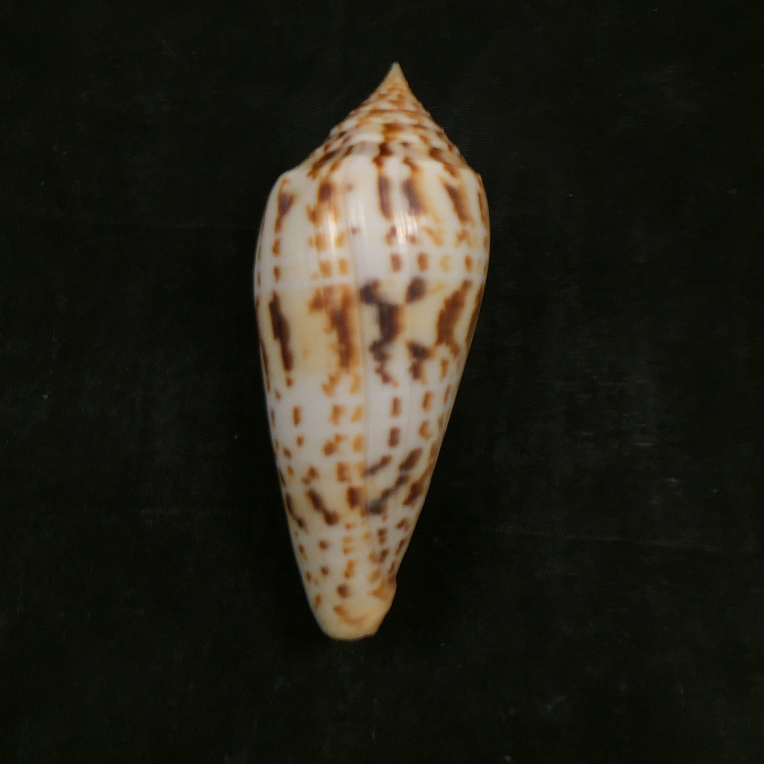Conus phuketensis daMota, 1978 - 73,1mm