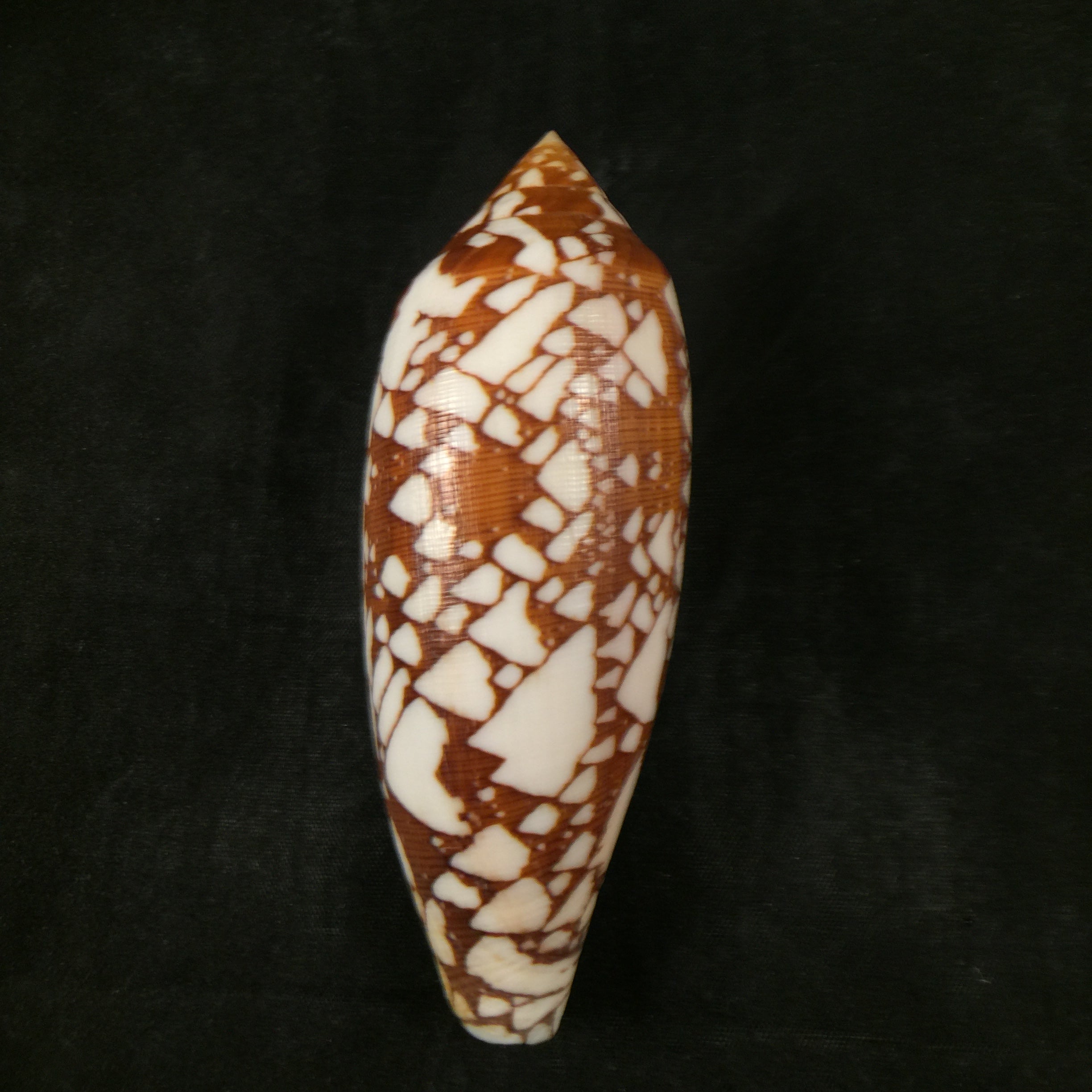 Conus aulicus Linnaeus, 1758 - 93,2mm