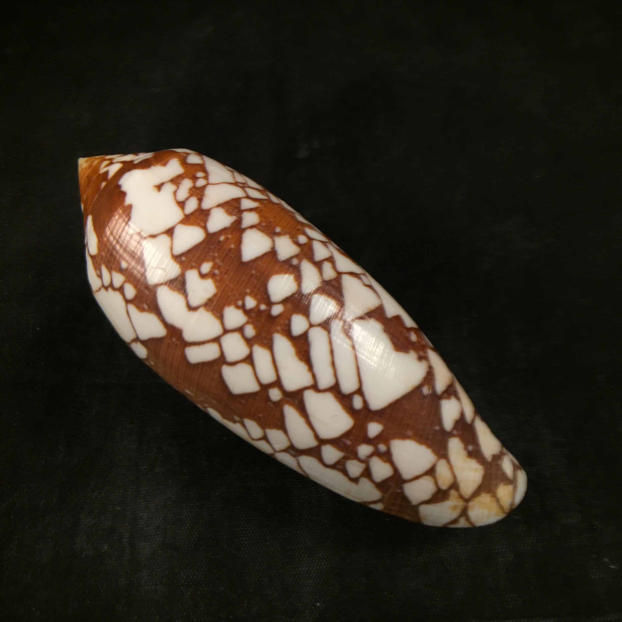 Conus aulicus Linnaeus, 1758 - 93,2mm