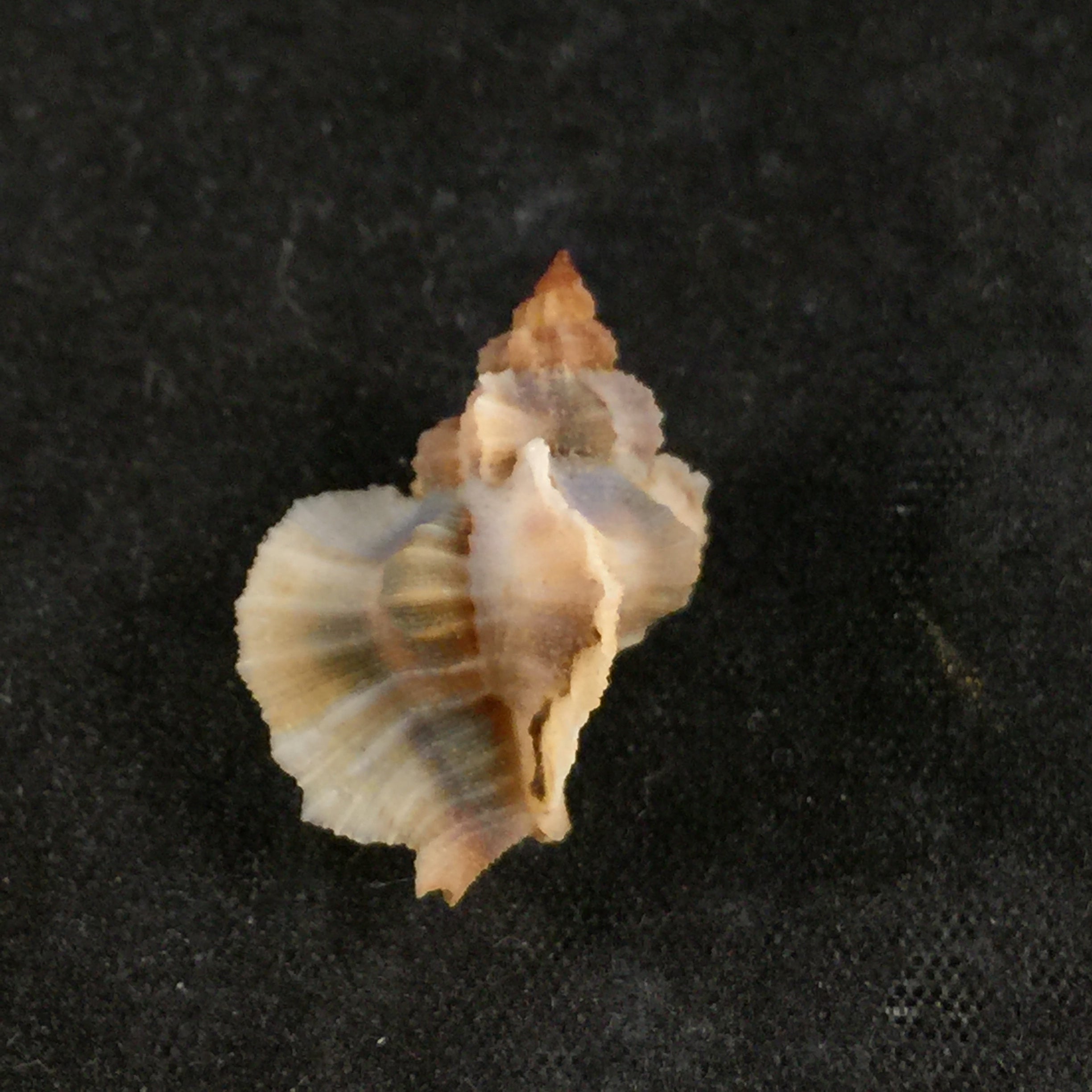 Inermicosta inermicosta (Vokes, 1964) - 21,8mm