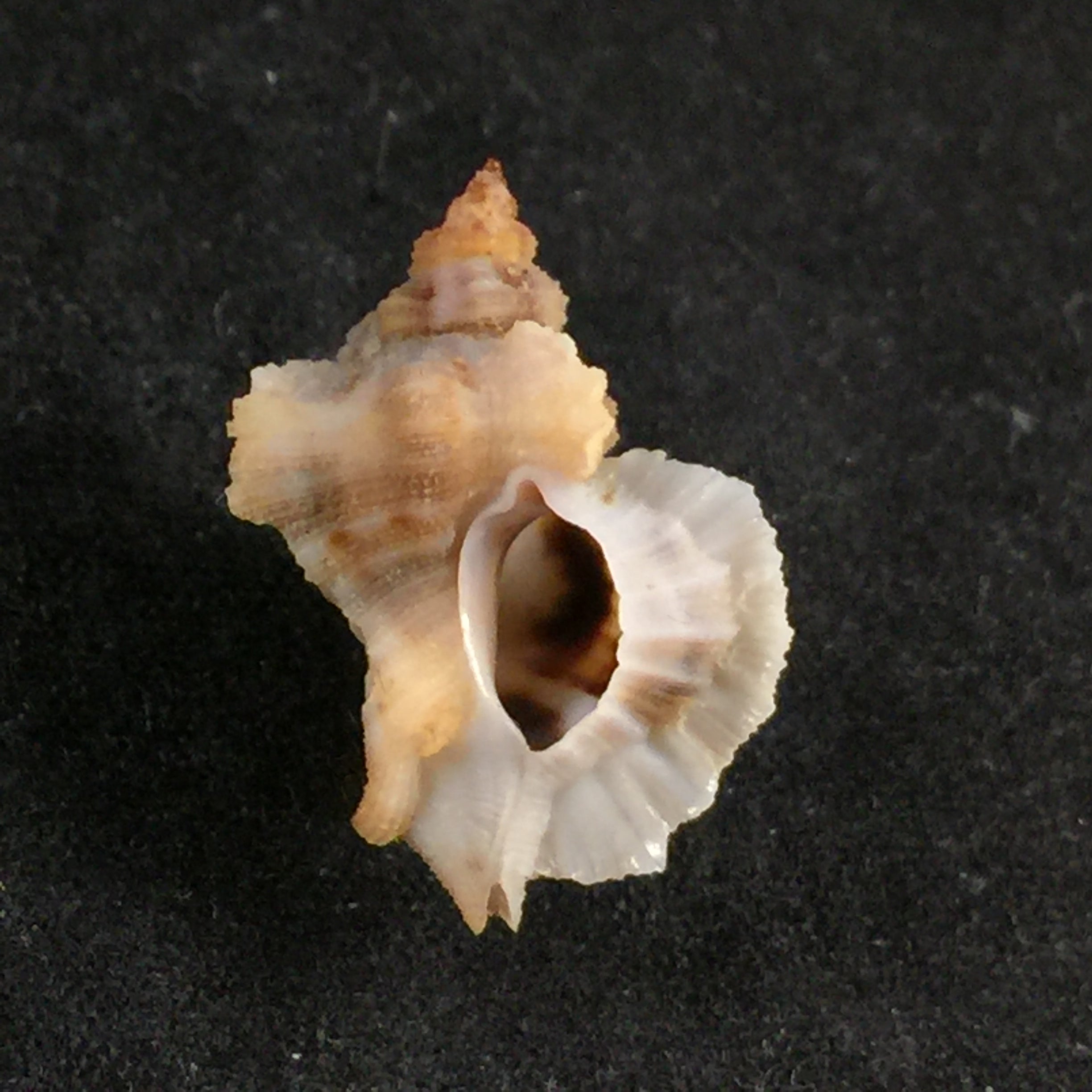 Inermicosta inermicosta (Vokes, 1964) - 21,8mm