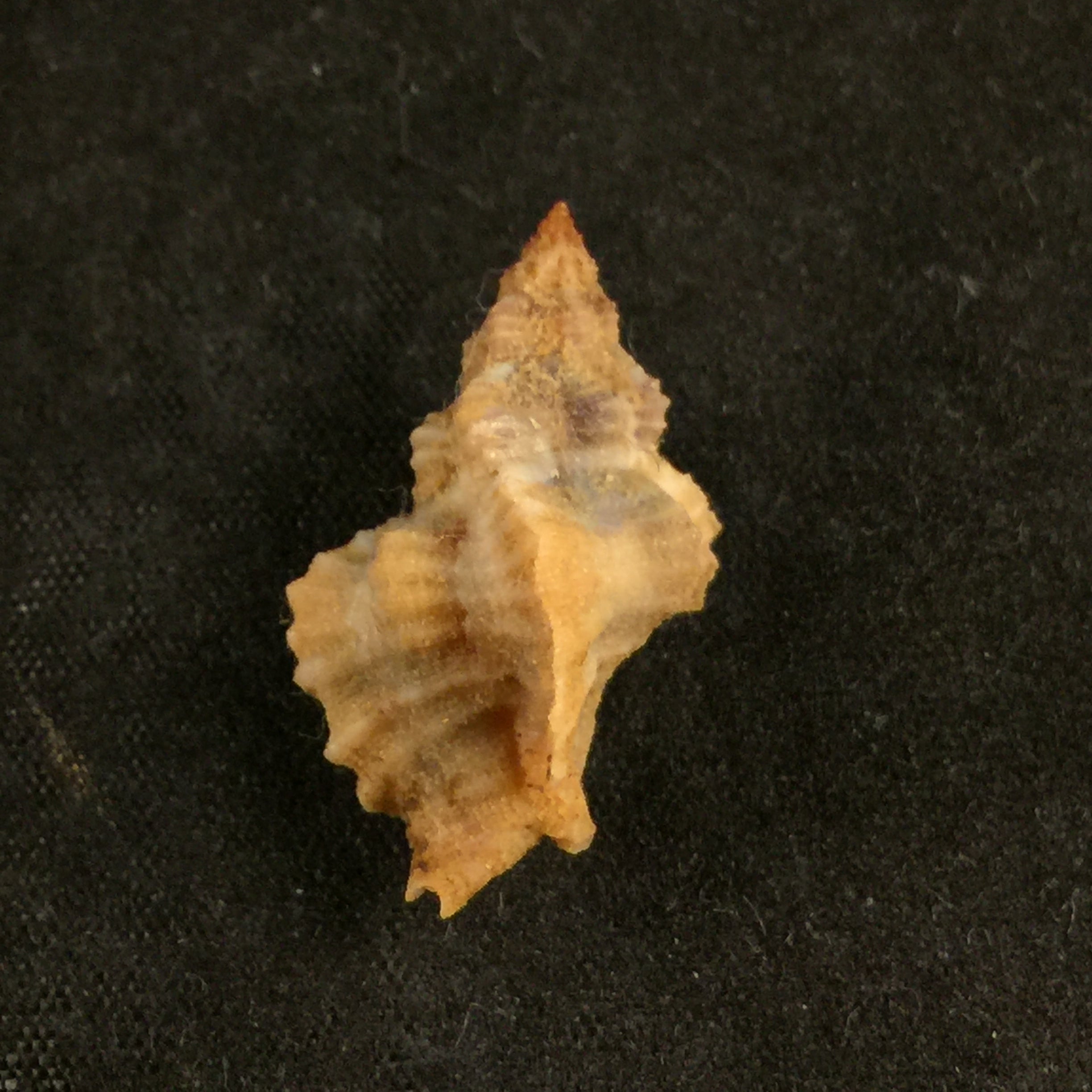 Inermicosta inermicosta (Vokes, 1964) - 26,1mm