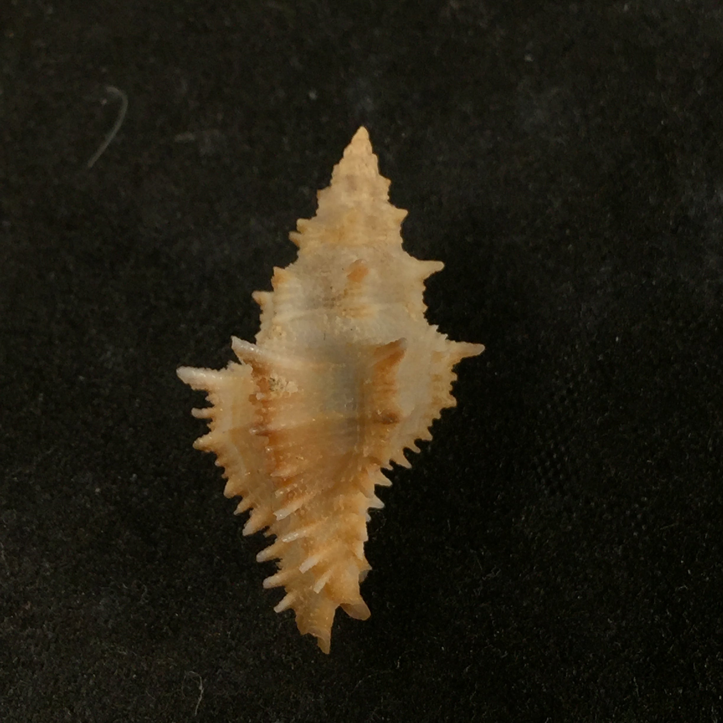 Murexsul armatus (A. Adams, 1854) - 23,8mm