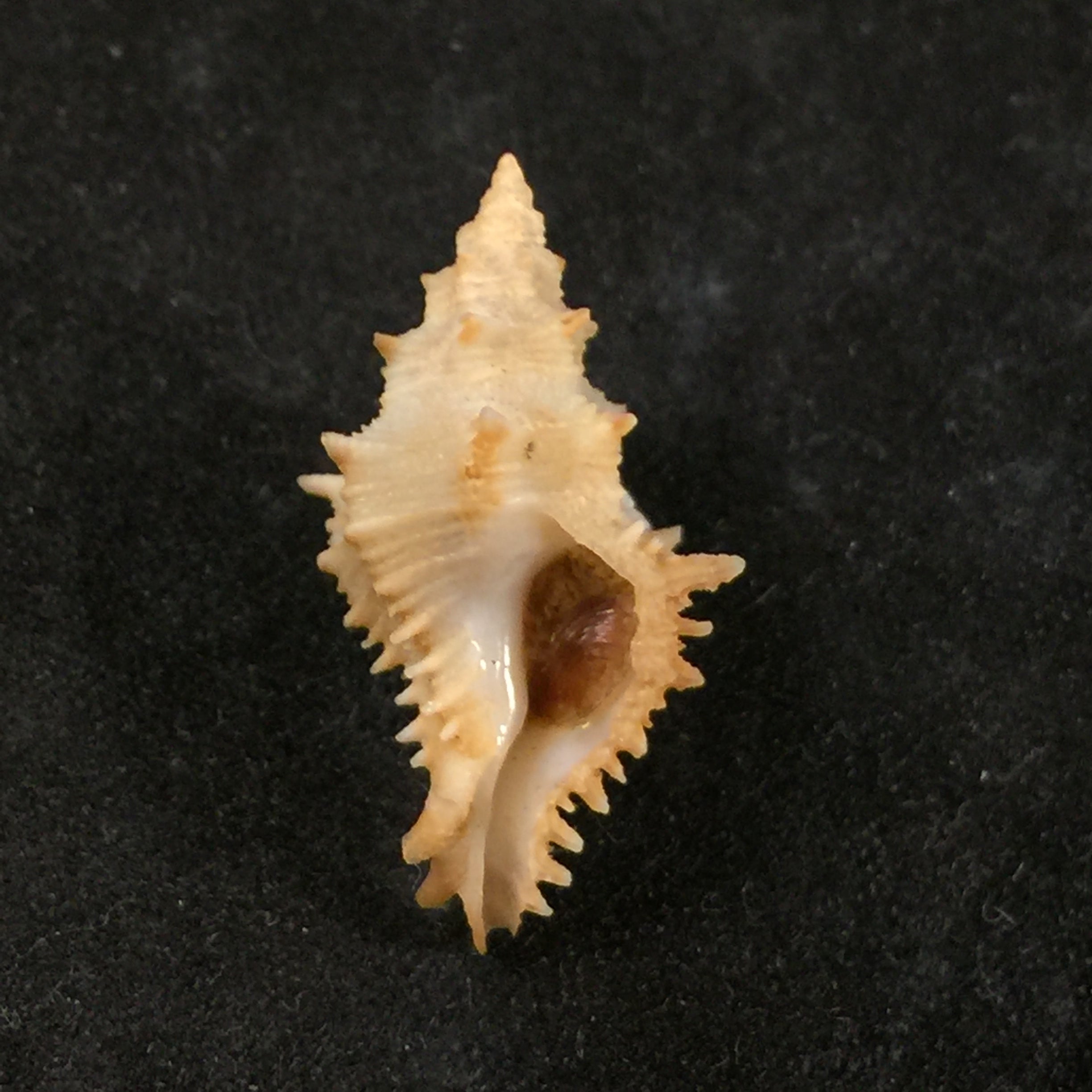 Murexsul armatus (A. Adams, 1854) - 23,8mm