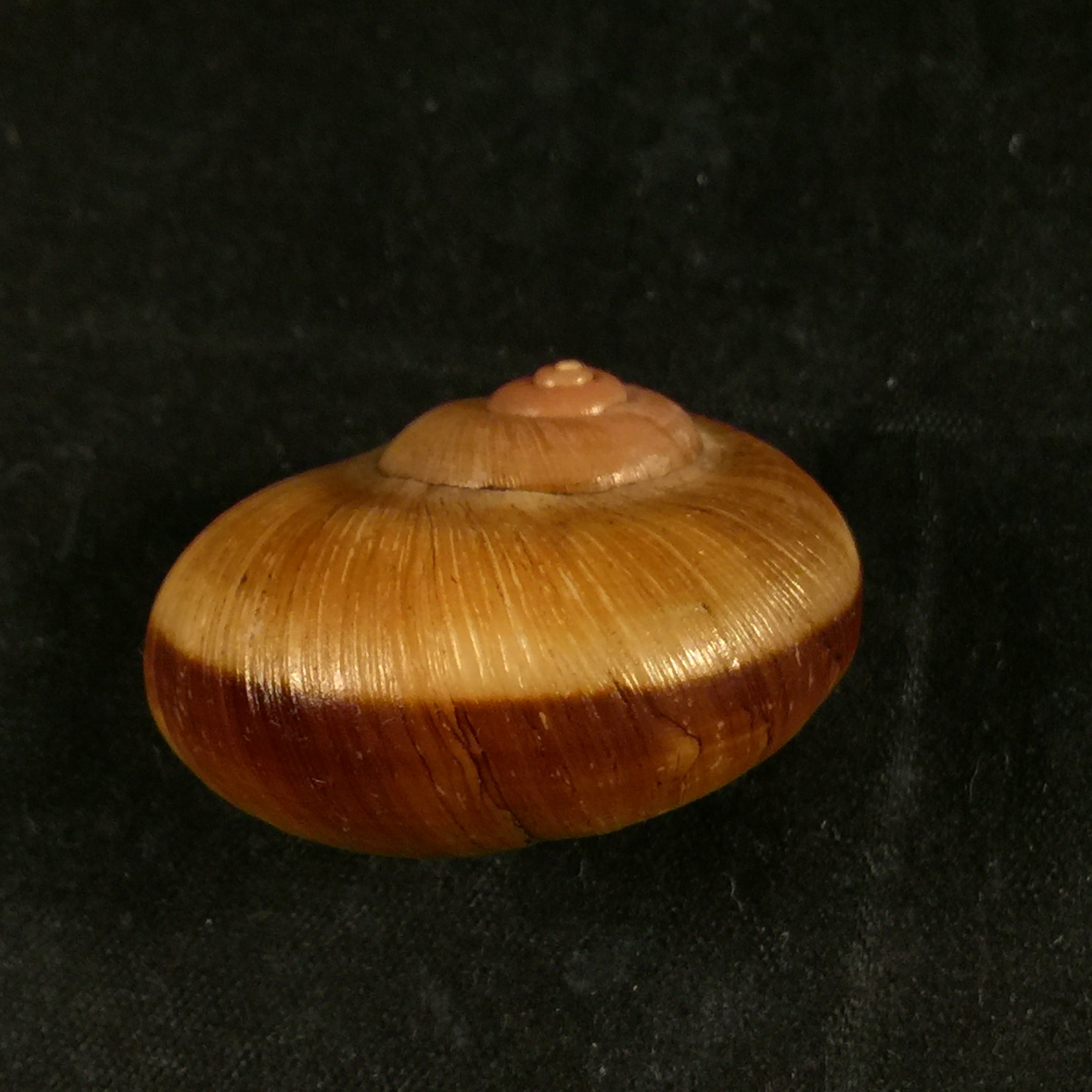 Aperostoma brujensi Torre, Bartsch & Morrison, 1942 - 36,3毫米